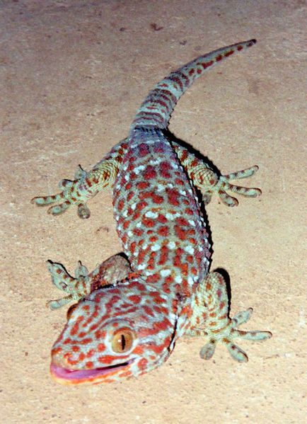 434px-tokay_gecko.jpg