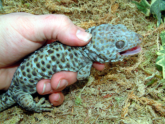 blue tokay gecko