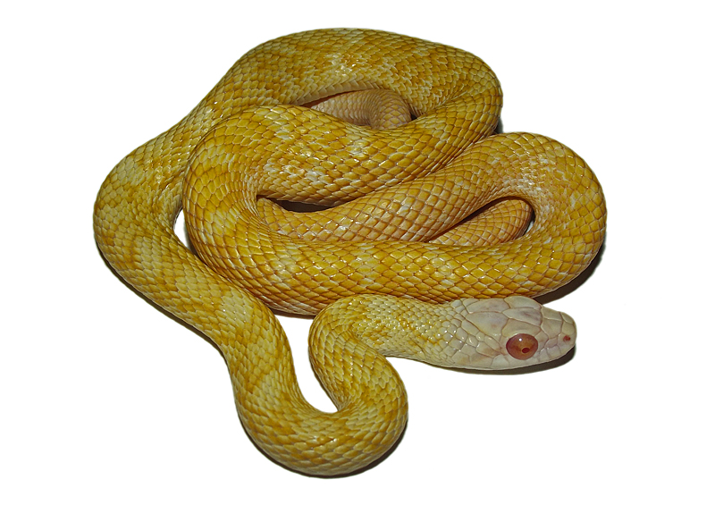 albino japanese rat snake