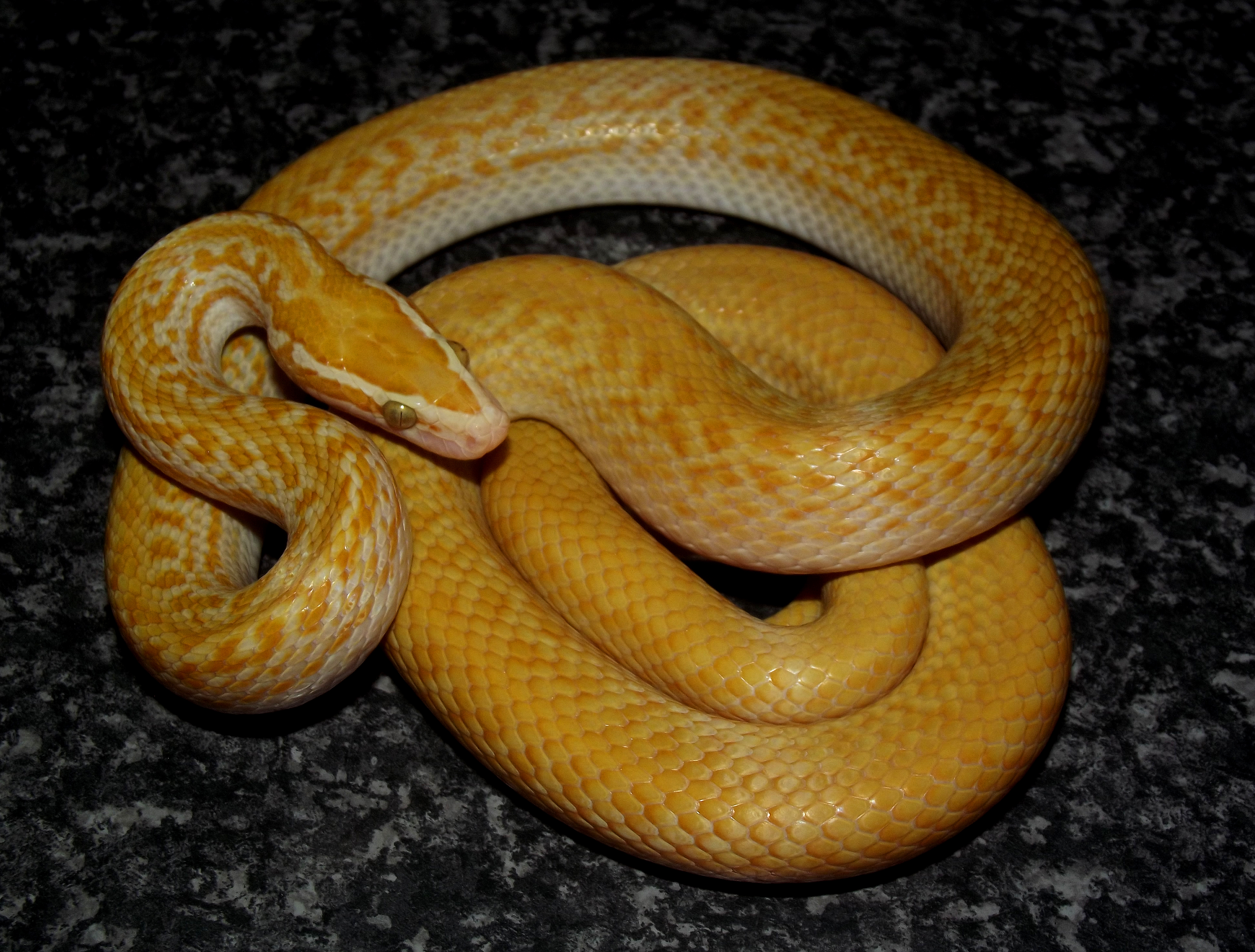 boedon fulignosus albino 4