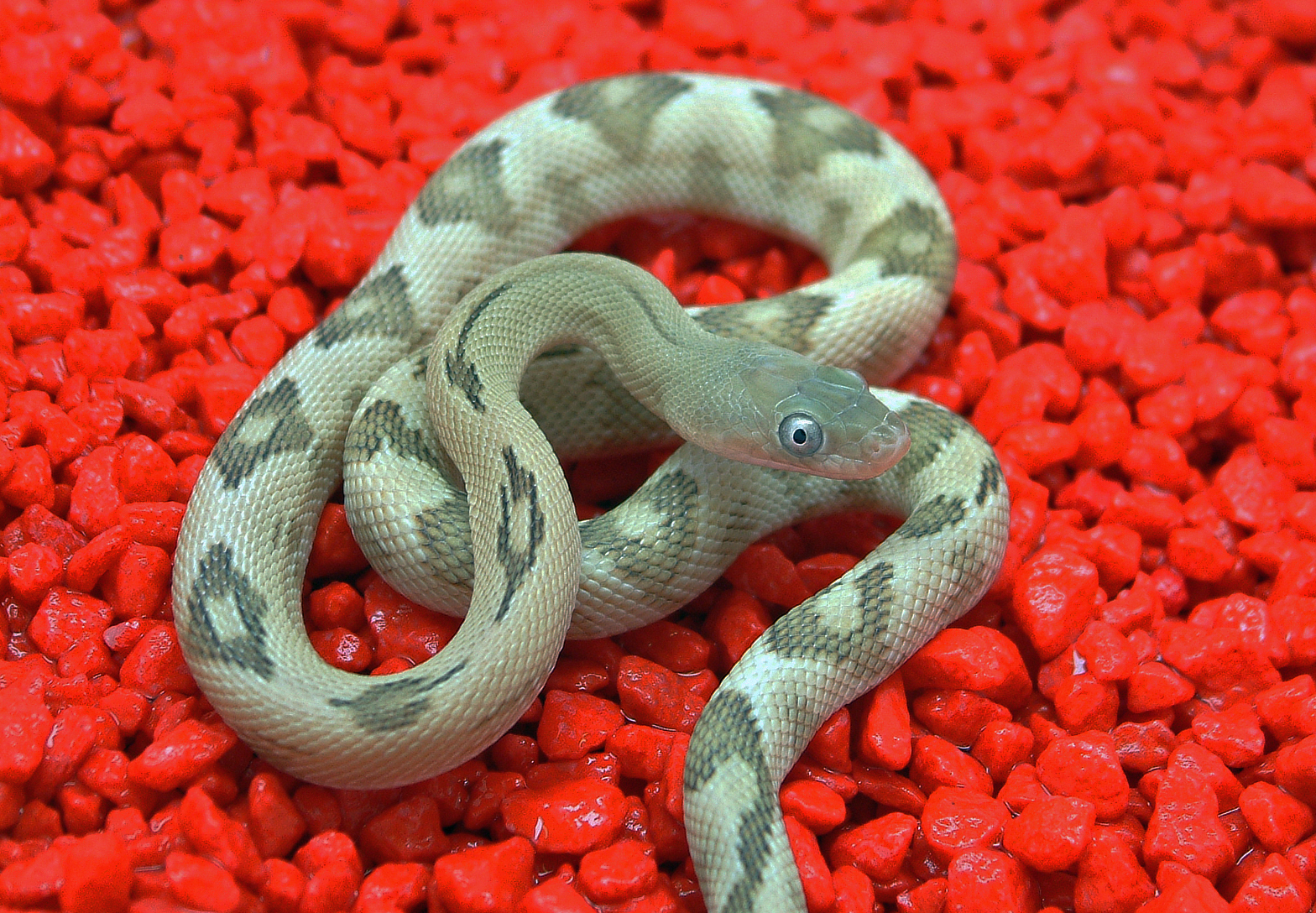 bogertophis subocularis blonde 4