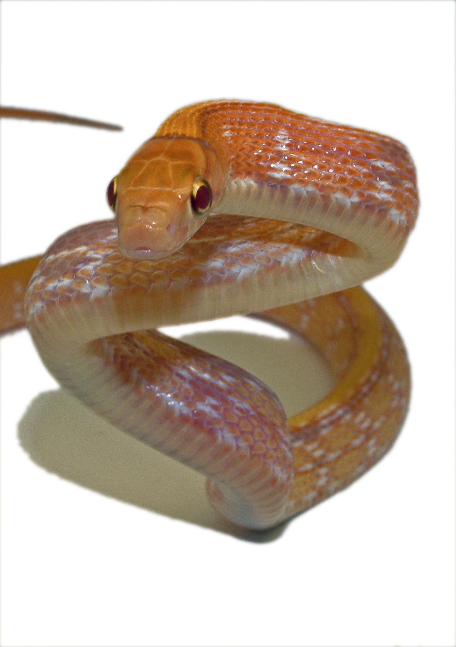 Albino Radiated Rat Snake (Coelognathus radiatus) 