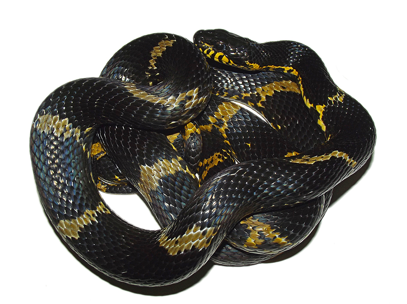 copy44_russian rat snake male