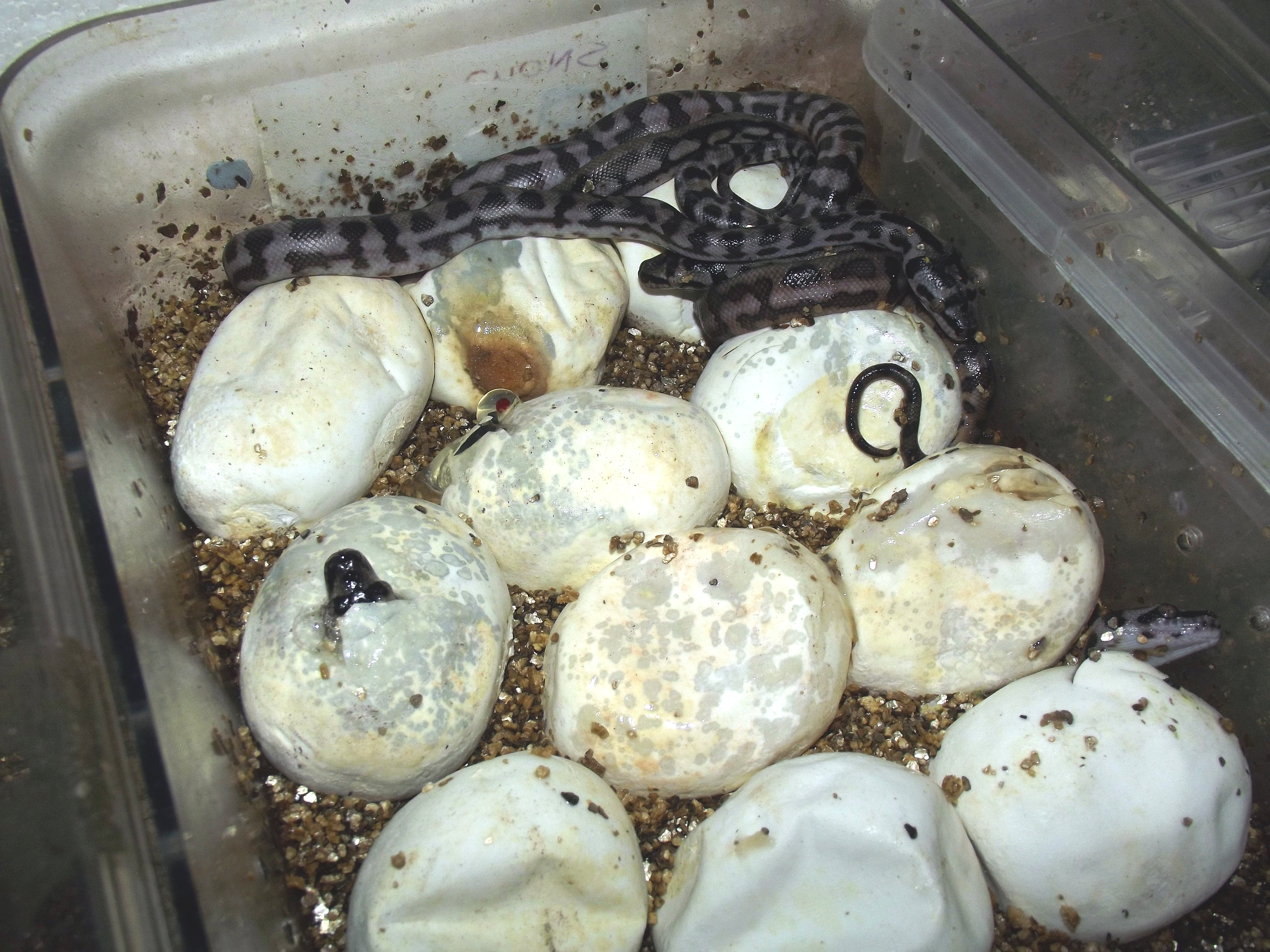 eggs hatching 1