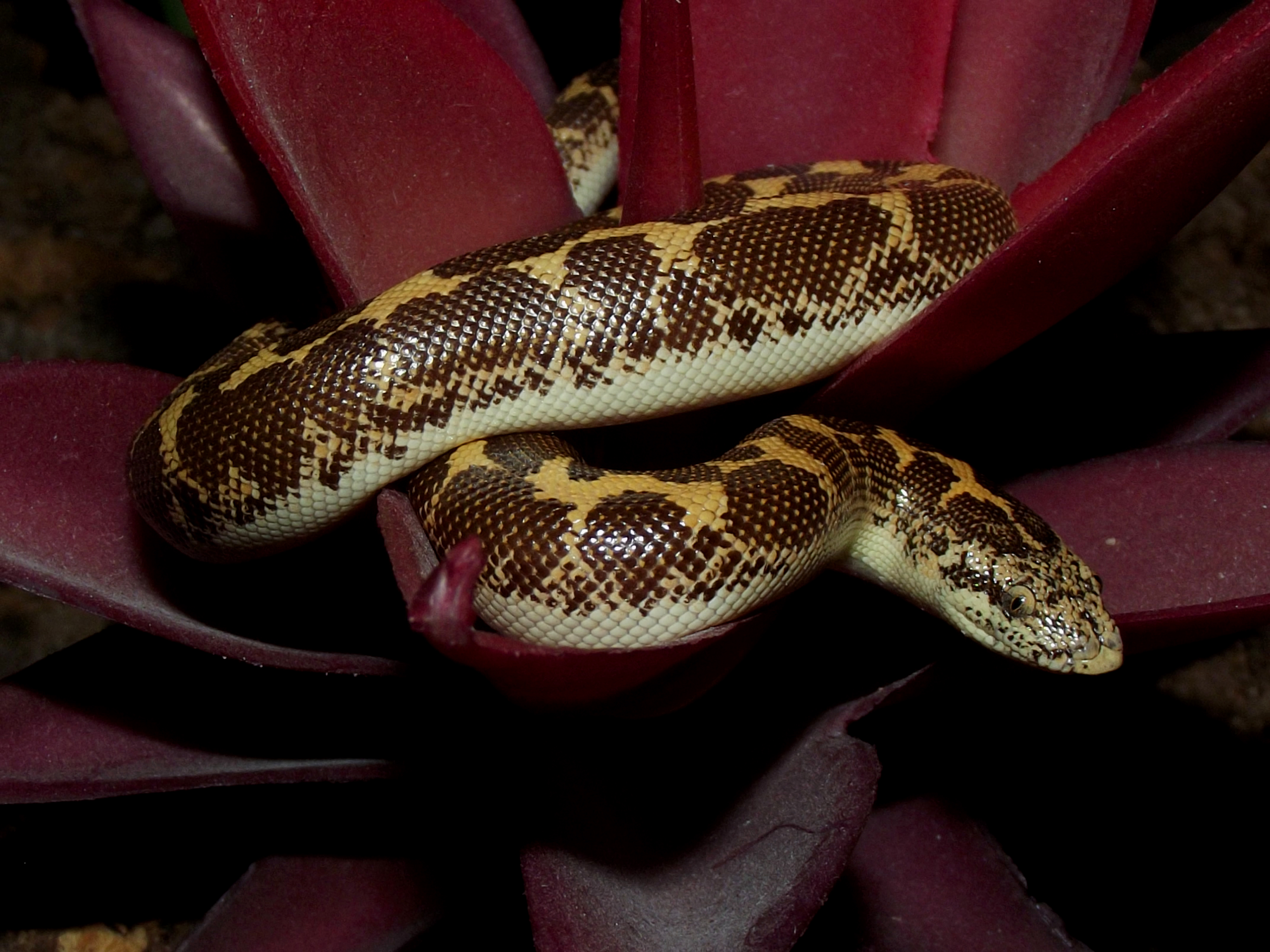 Husbandry Handbook: Kenyan Sand Boa - Eryx colubrinus