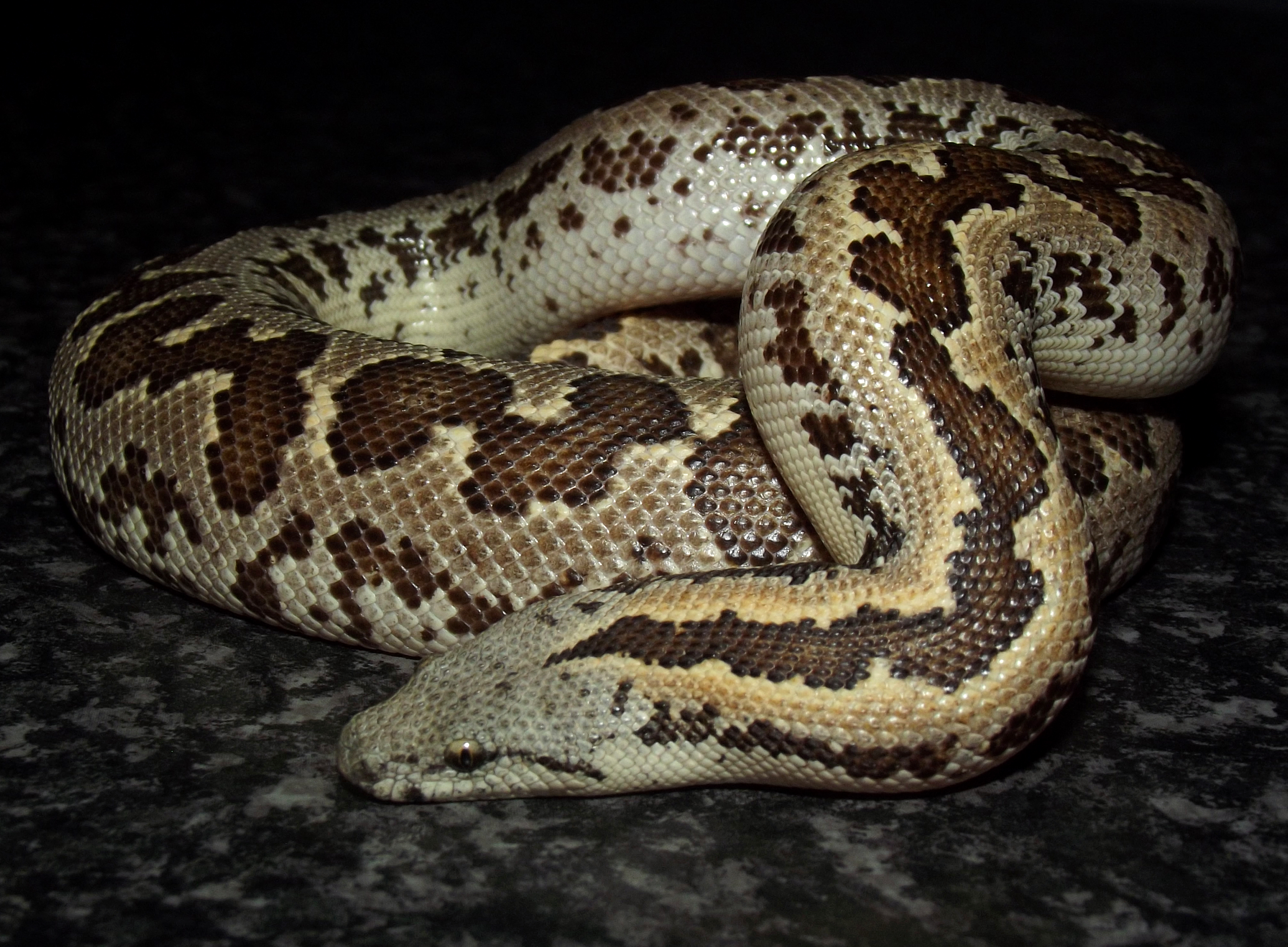 gongylophis conicus 1 (3)