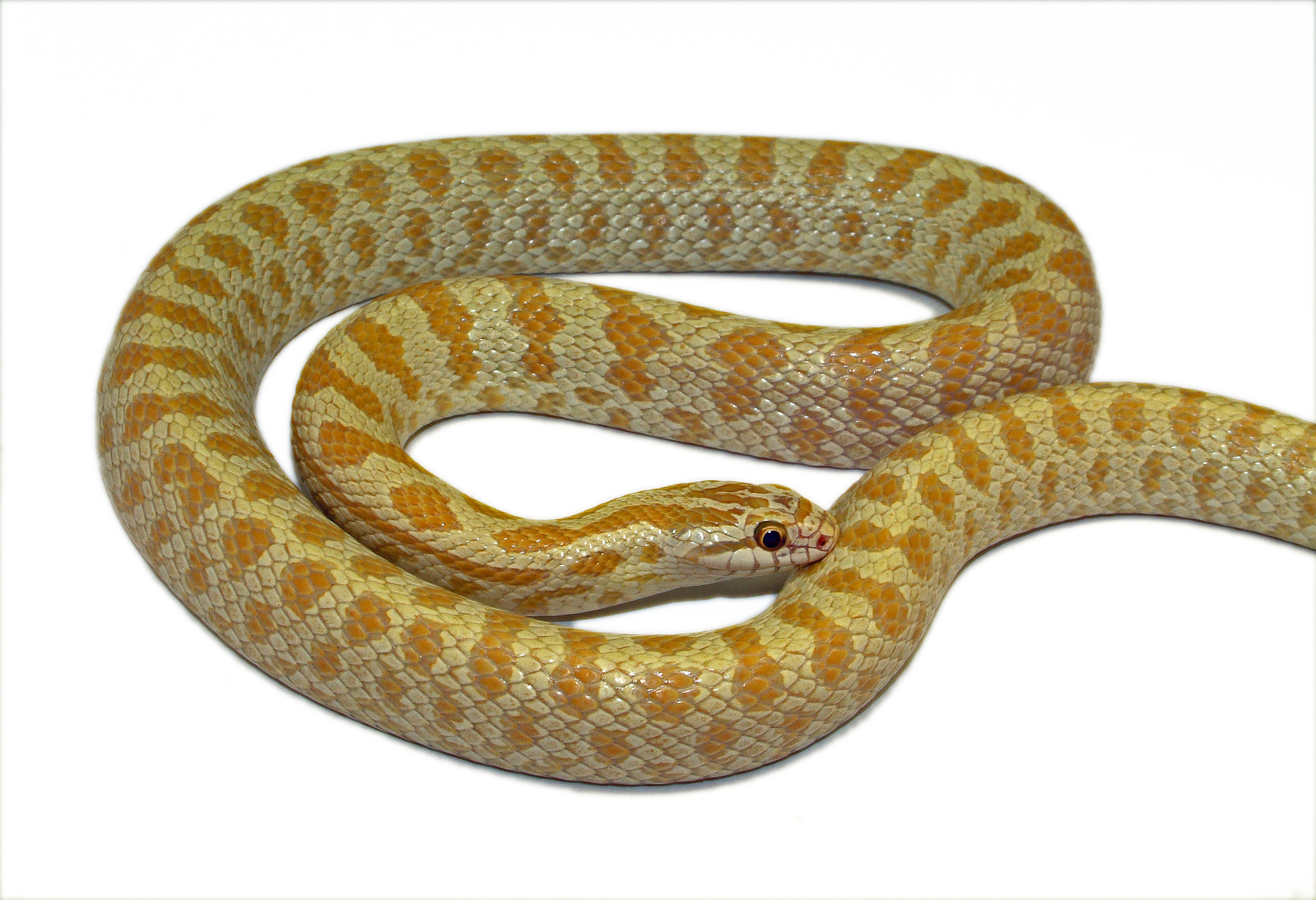 lampropeltis calligaster albino 1 (2)