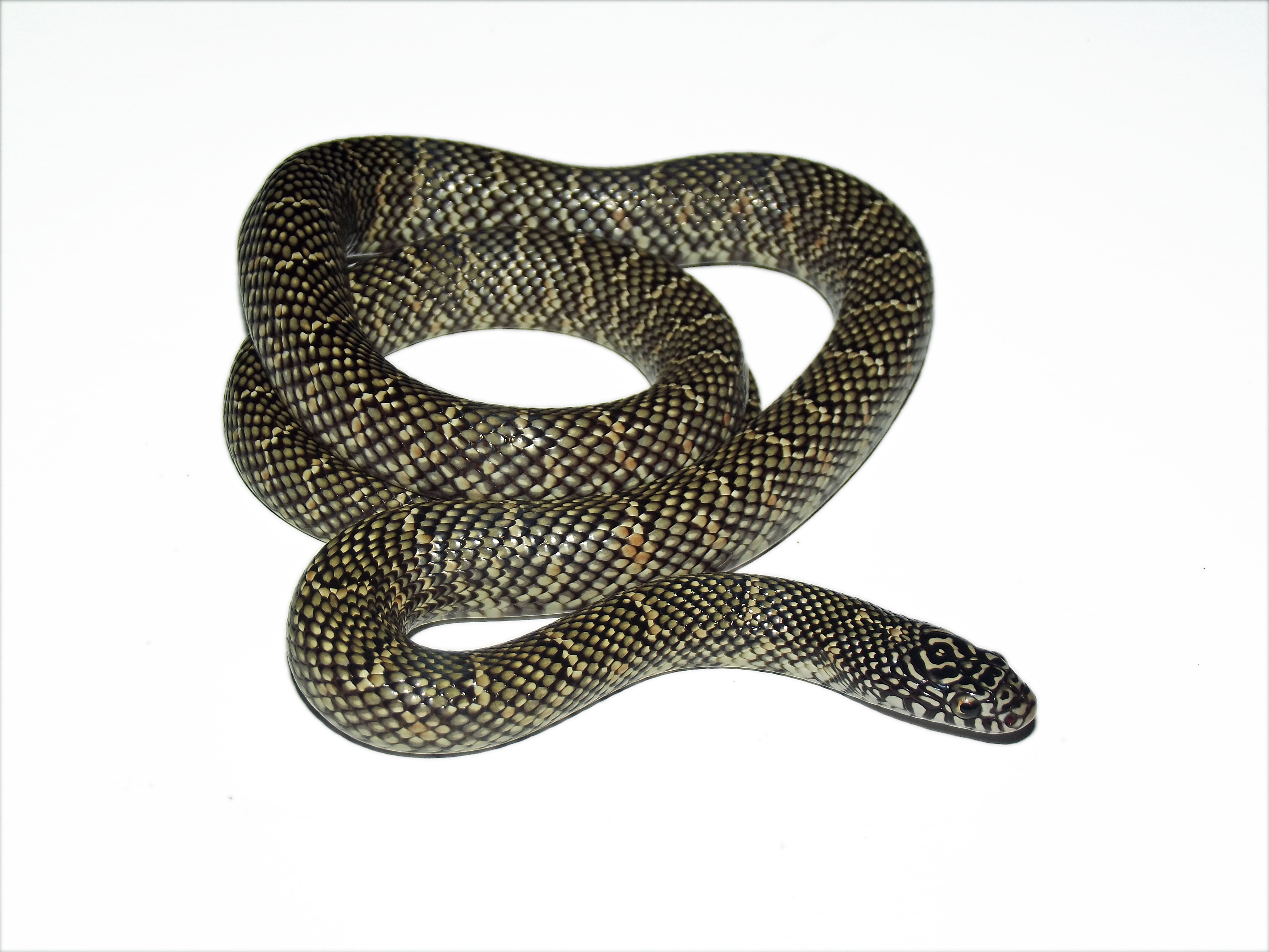 lampropeltis getula brooksi 10