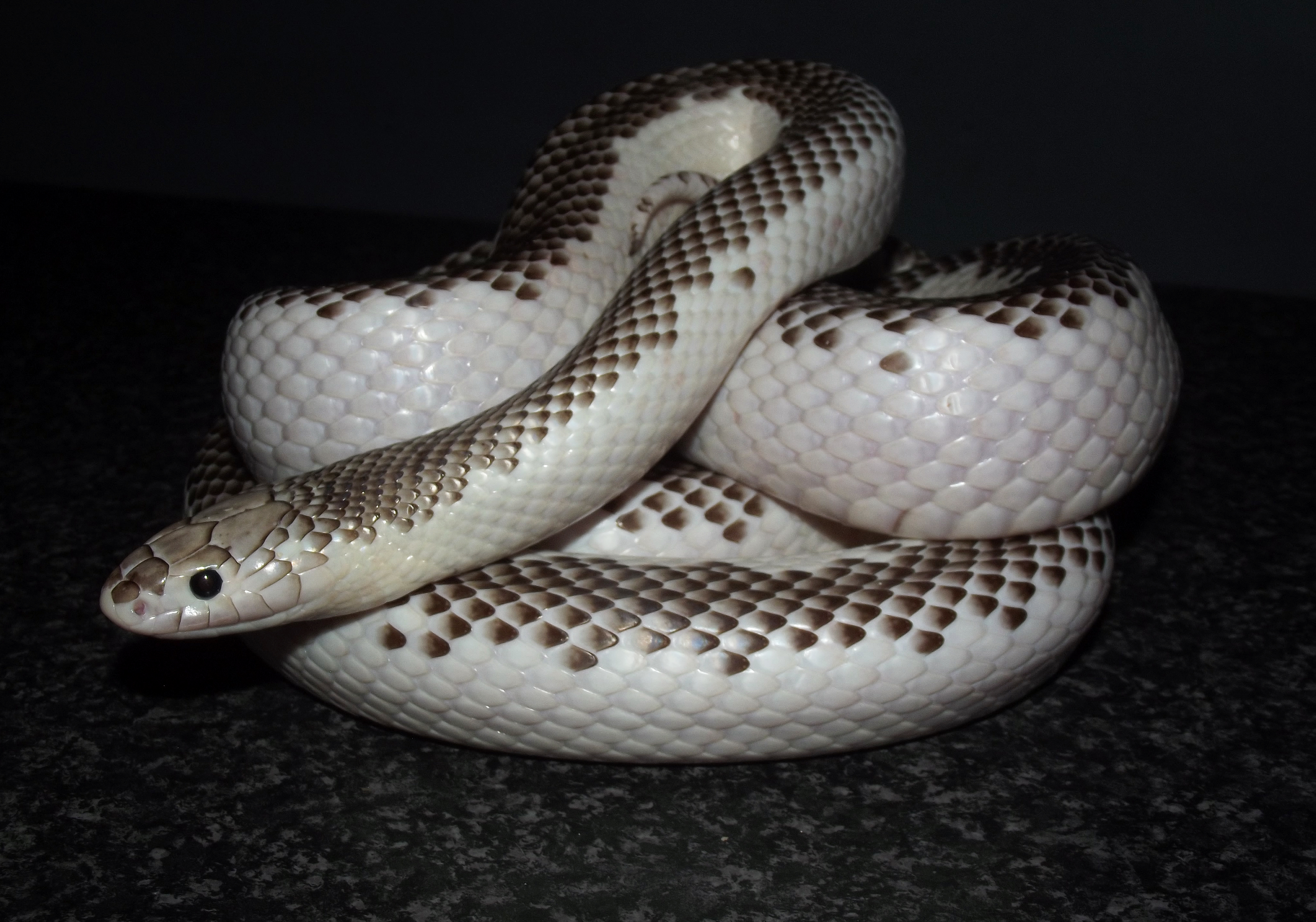 lampropeltis getula brooksi white sided 4