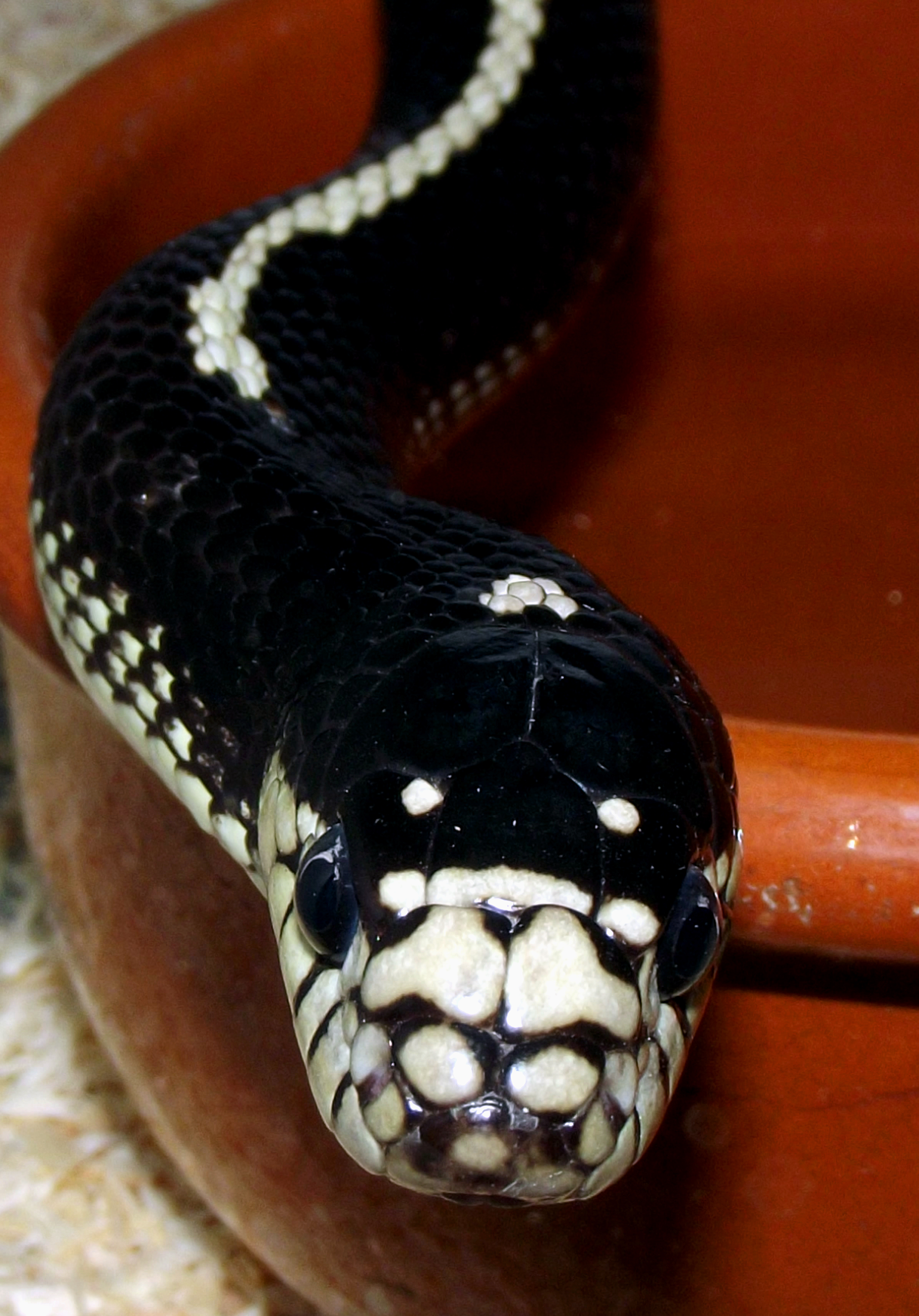 lampropeltis getula californiae 1 (3)