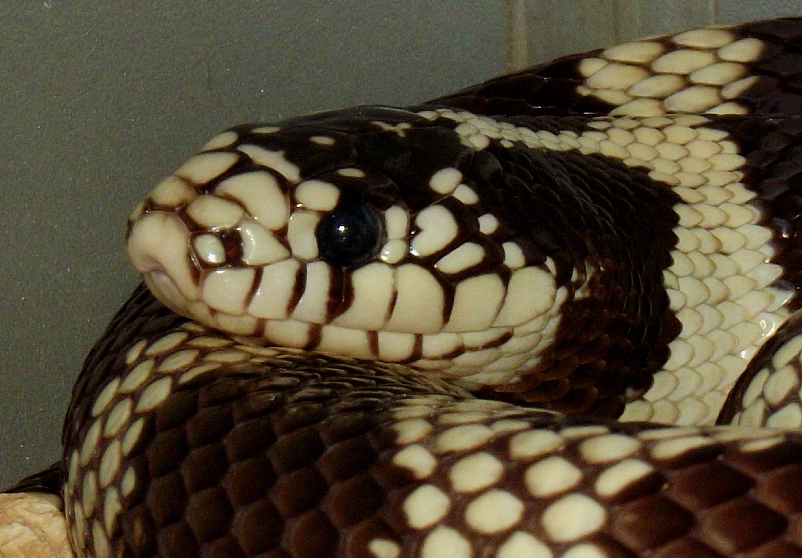 lampropeltis getula californiae 1 (4)