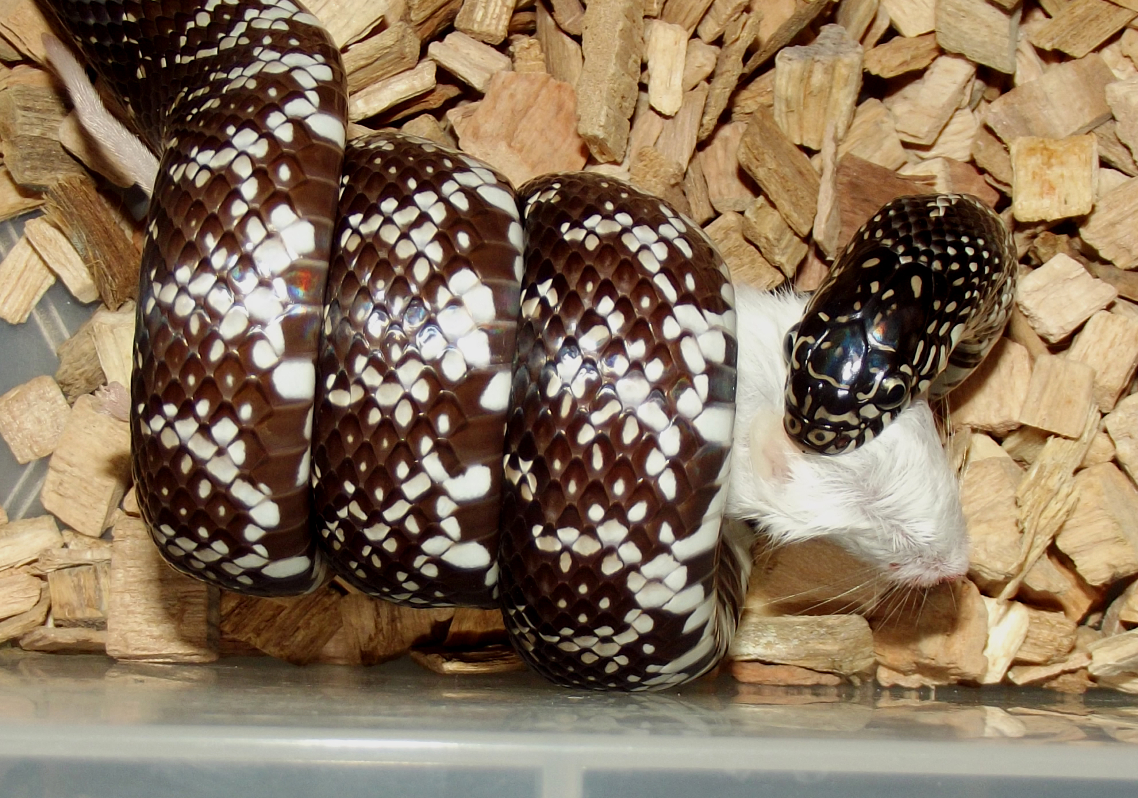 lampropeltis getula floridana anerytristic 2