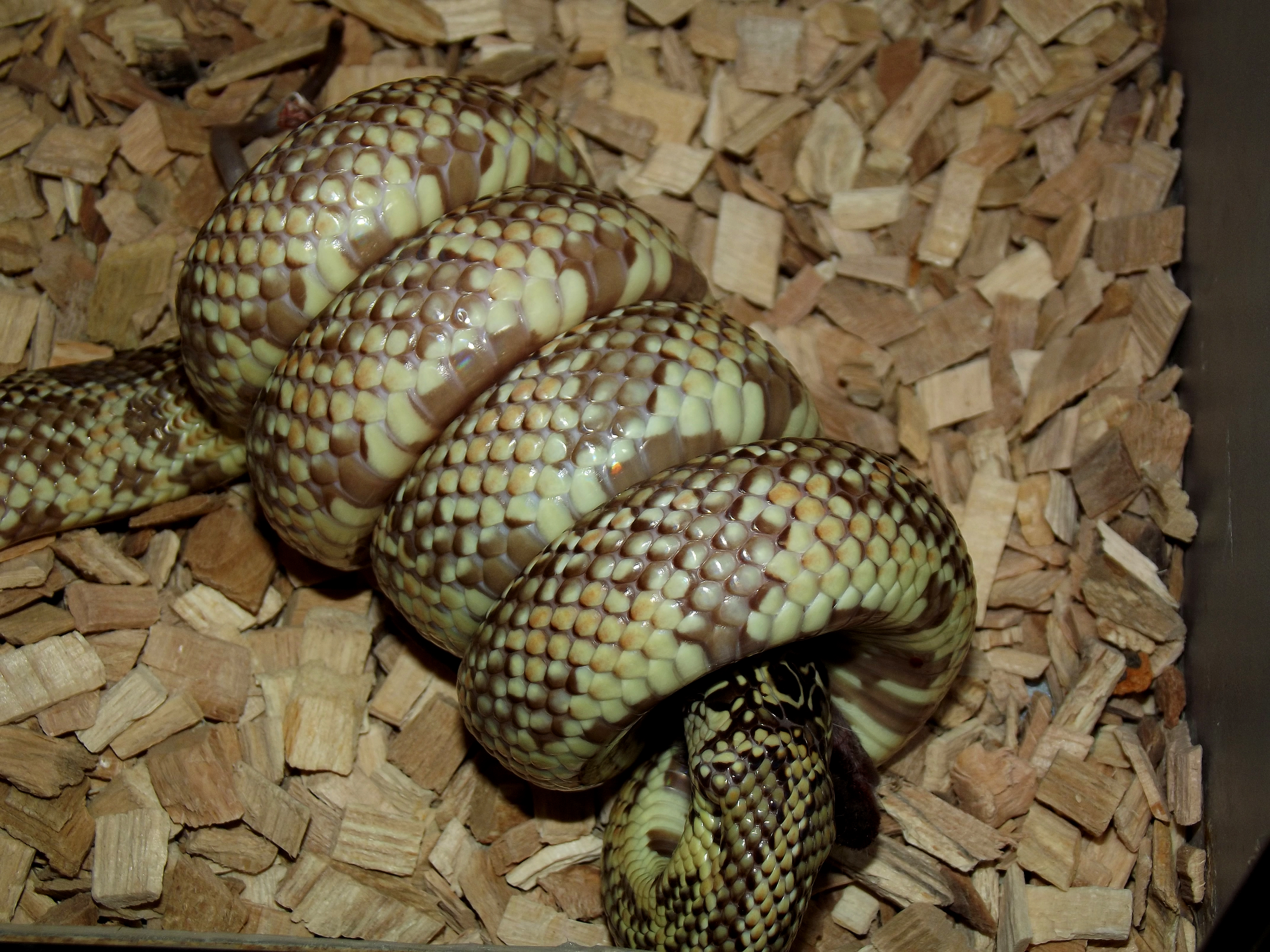 lampropeltis getula floridana mosaic 1