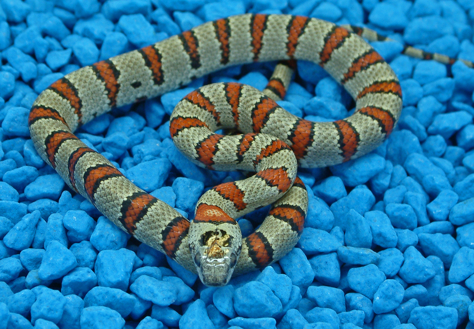 lampropeltis mexicana thayeri leonis 3