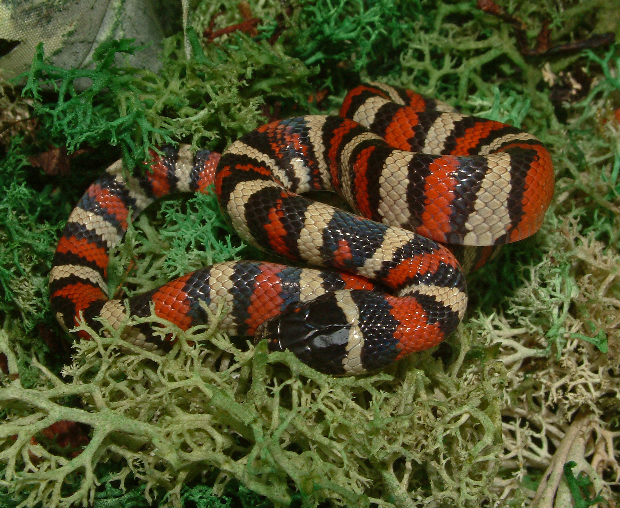 lampropeltis mexicana thayeri milksnake 1