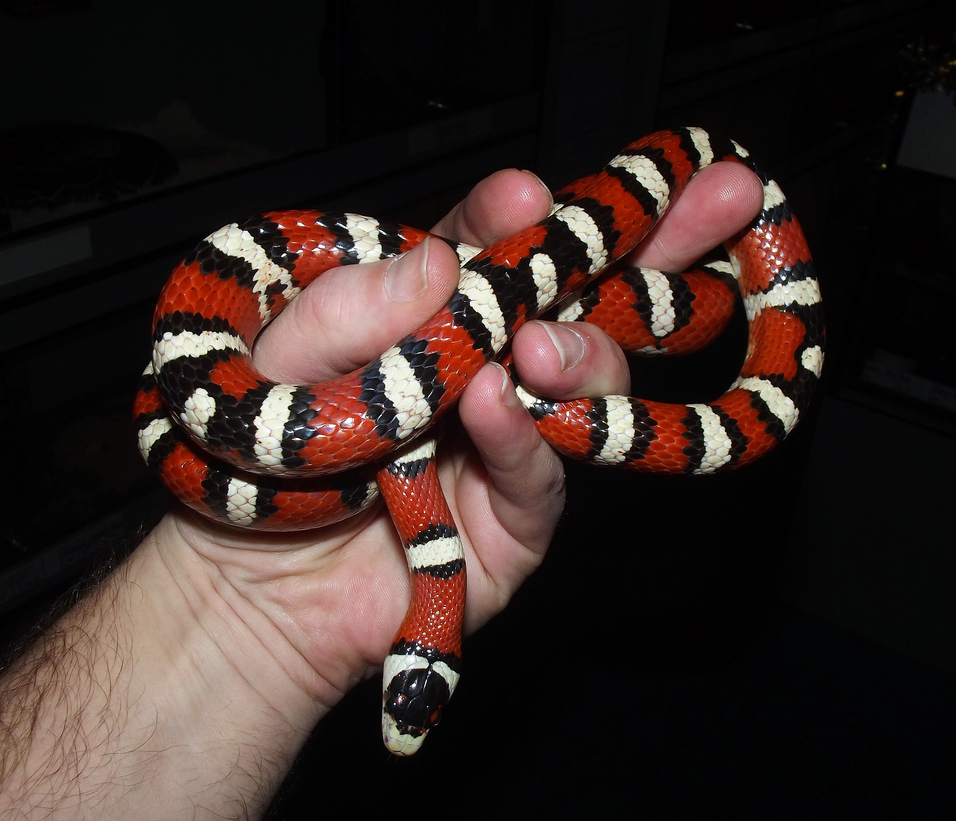 lampropeltis pyromelana pyromelana 2 (2)