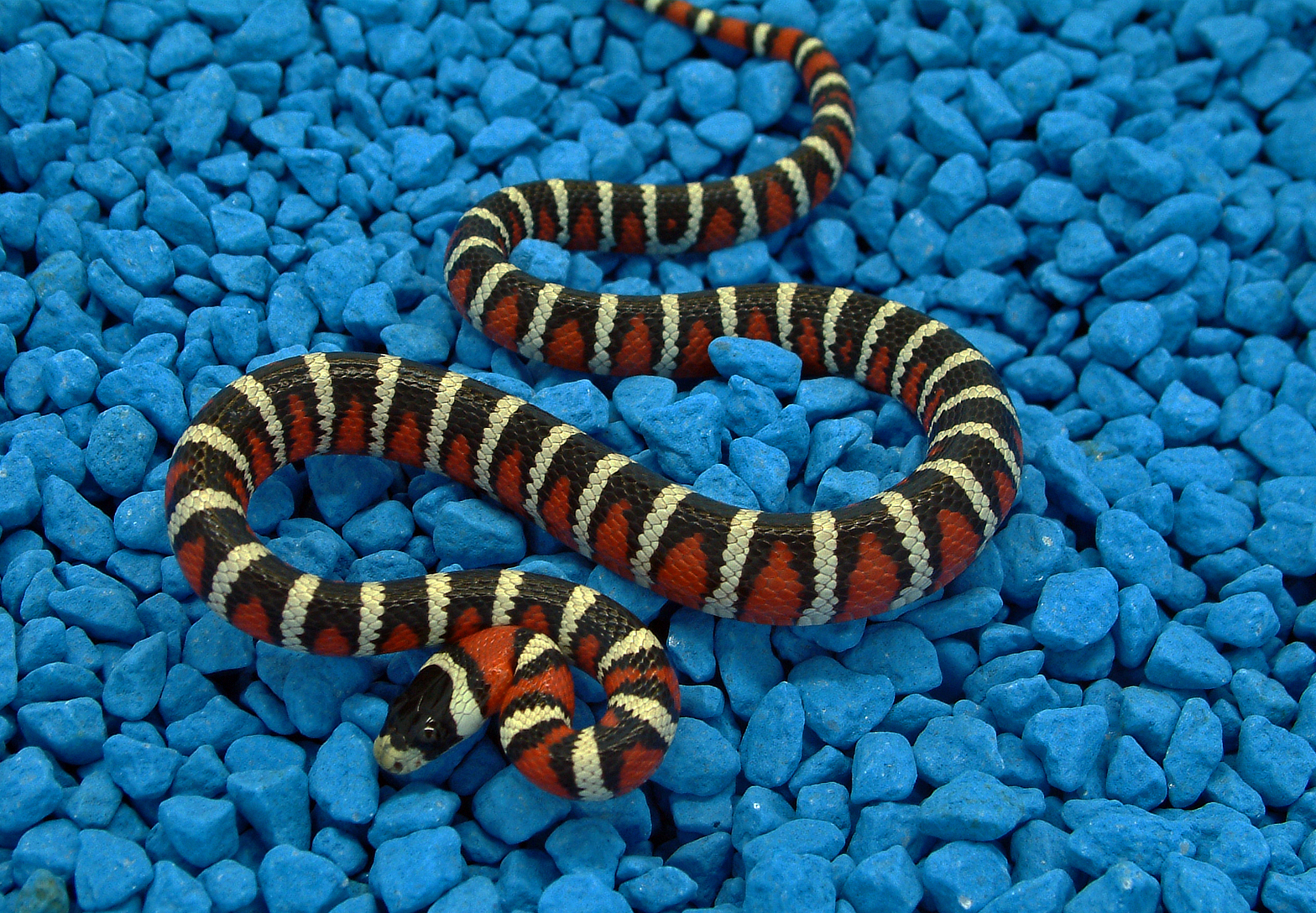 lampropeltis pyromelana woodini 1