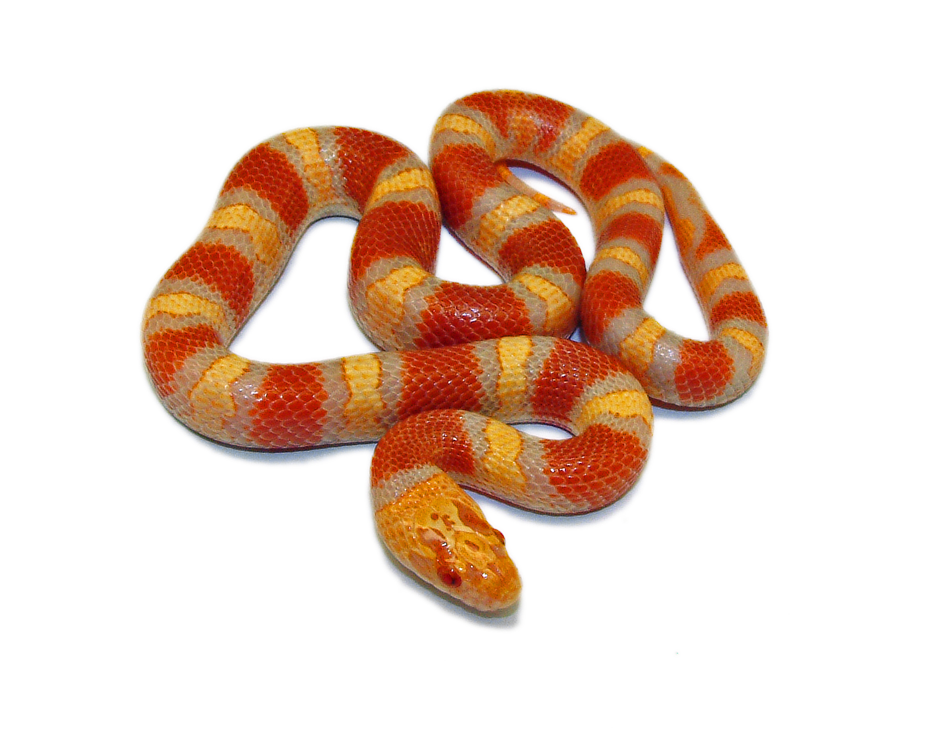 lampropeltis ruthveni albino 2 (2)