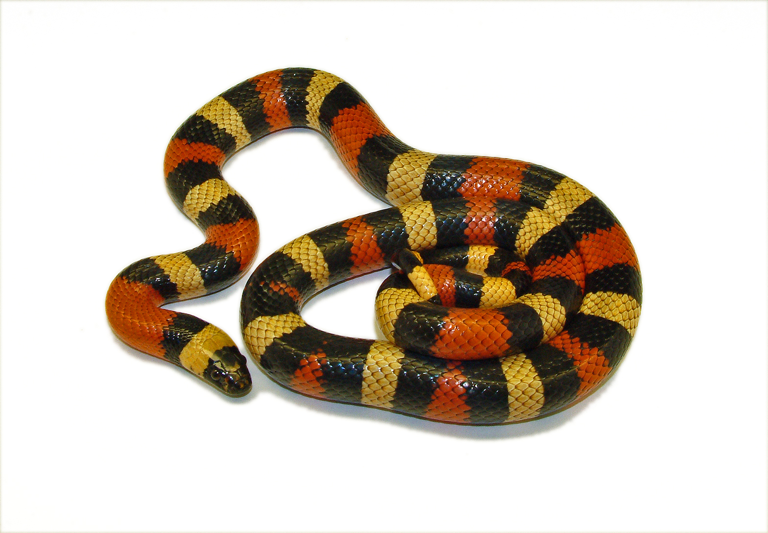 lampropeltis triangulum campbelli apricot 5_edited-1