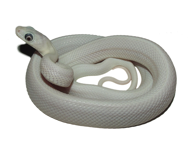 leucistic texas rat snake