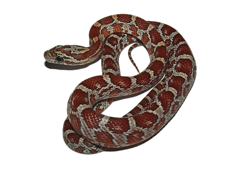 miami masque cornsnake