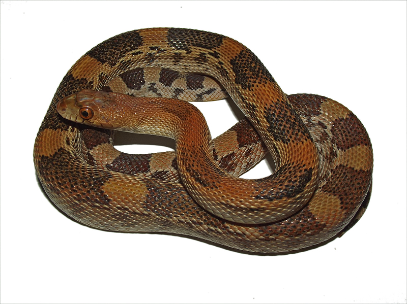 northern mexican pine snake