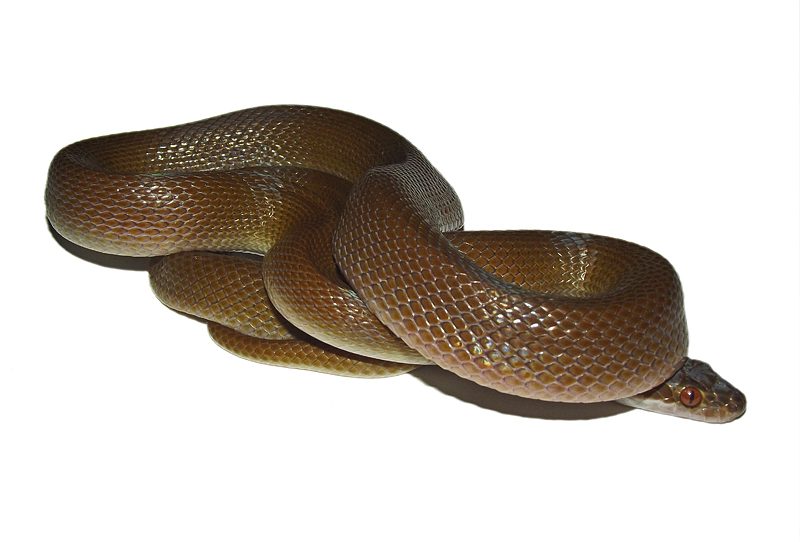 olive house snake