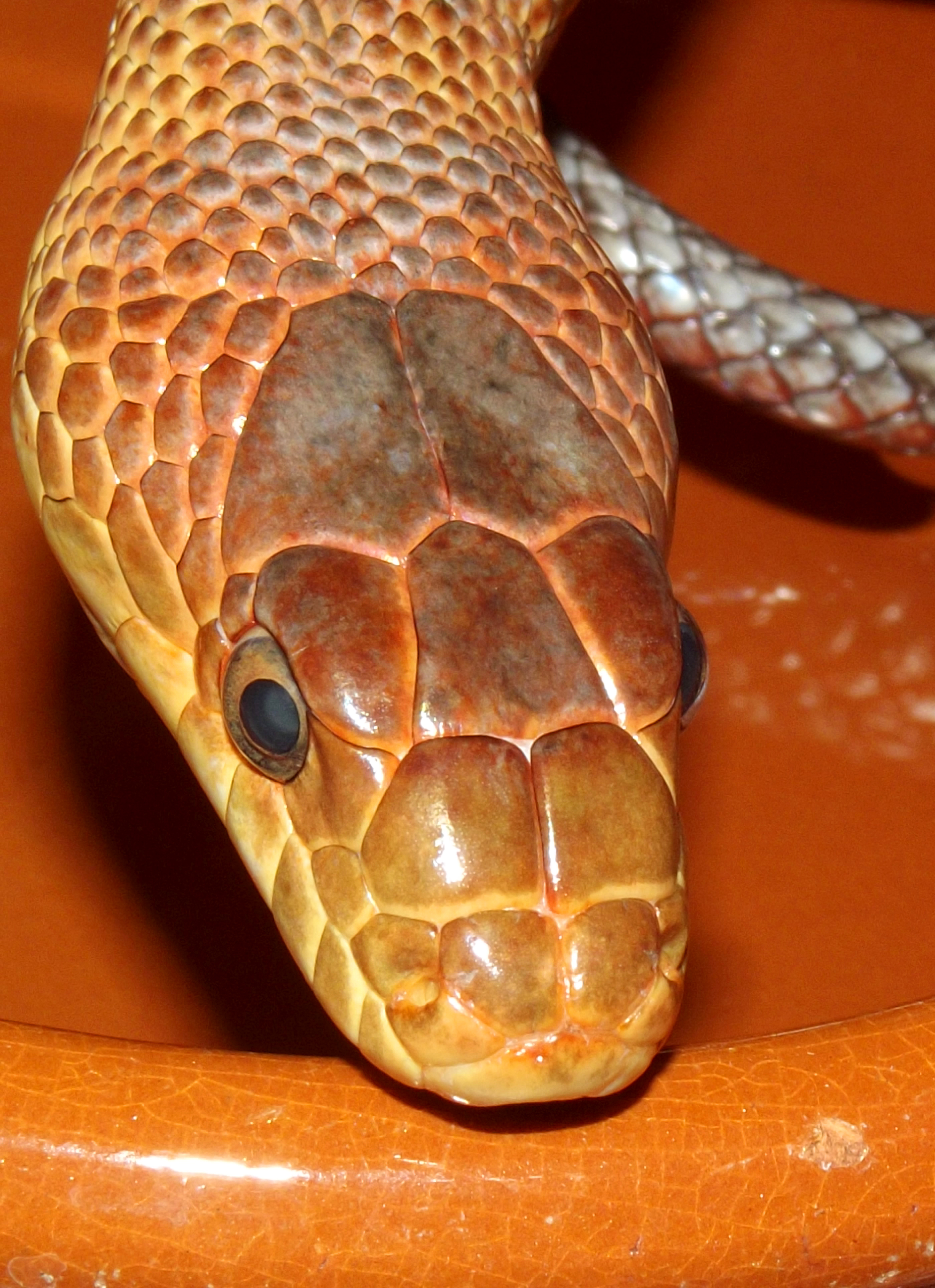 The metallic and blazing orange scales of Fea, the Baird's rat snake :  snakes