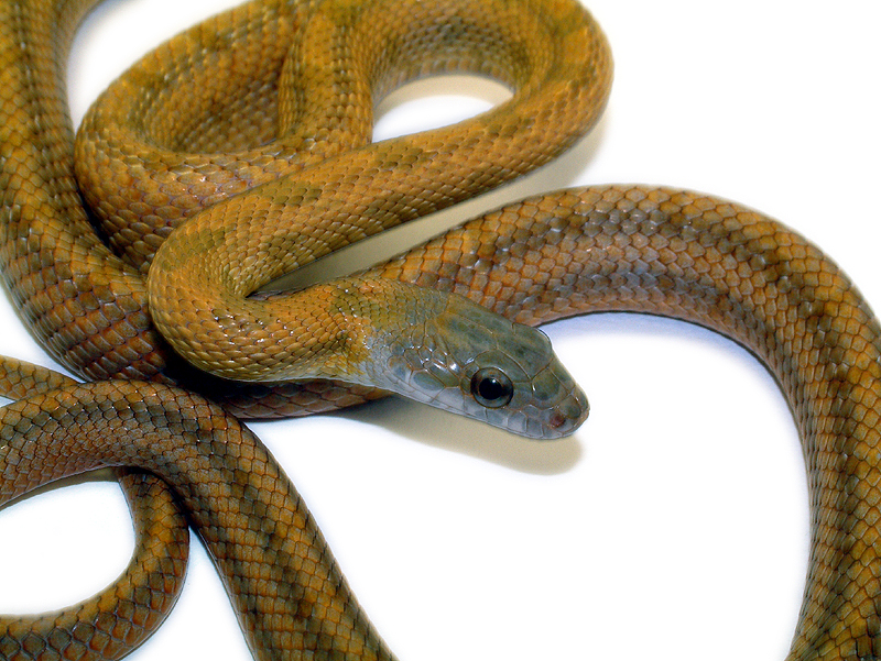 The metallic and blazing orange scales of Fea, the Baird's rat snake :  snakes