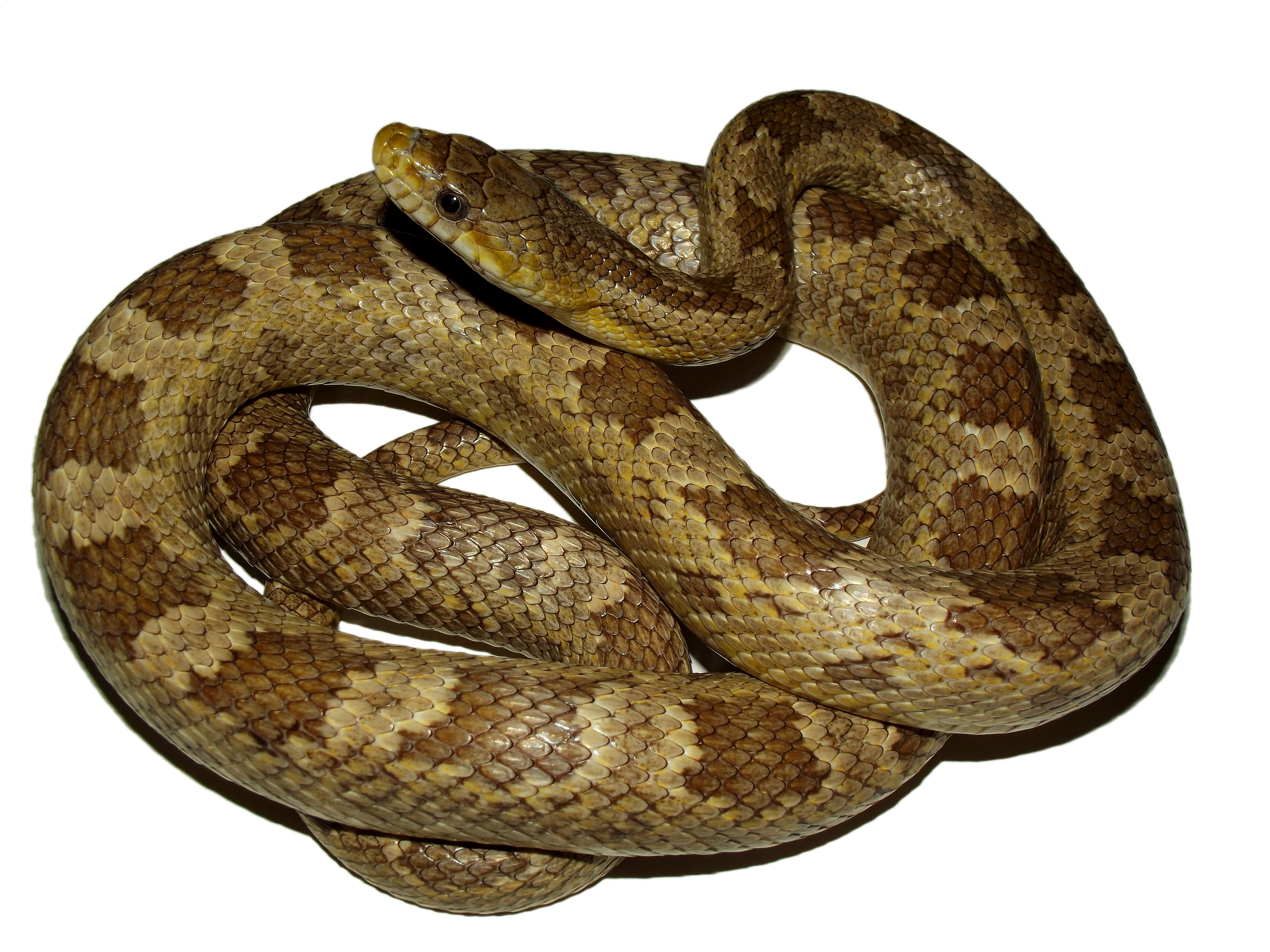 pantherophis obsoletus williamsi 1 (3)