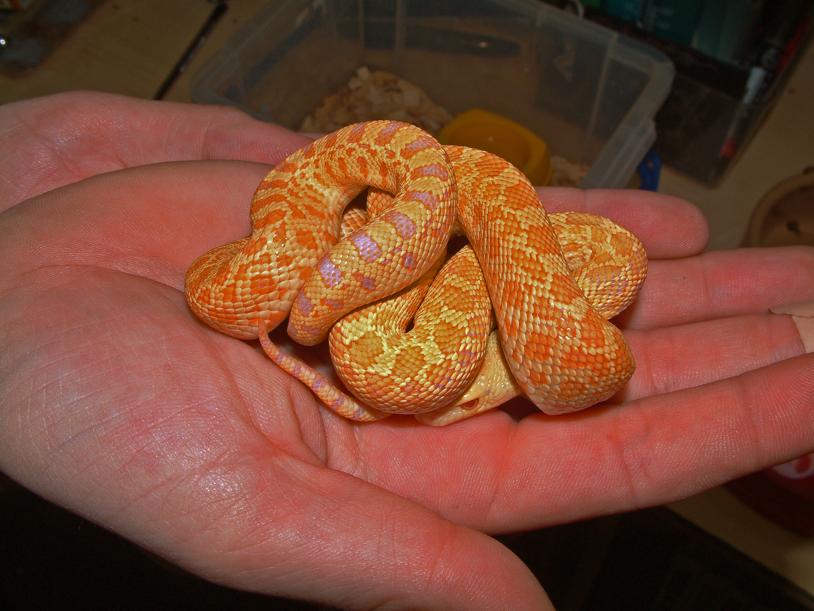 pituophis catenifer sayi albino 1