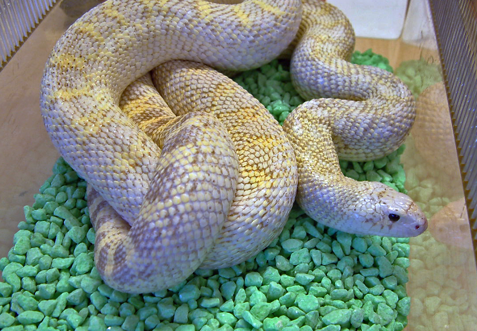 pituophis catenifer sayi ghost ivory 1