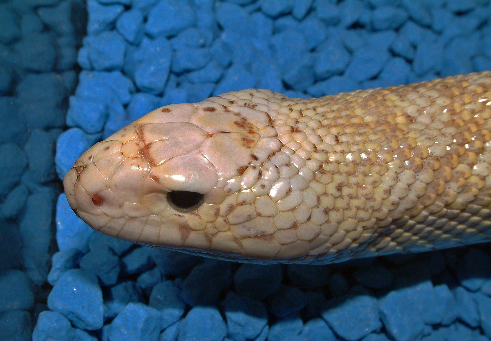 pituophis catenifer sayi patternless ghost ivory 2