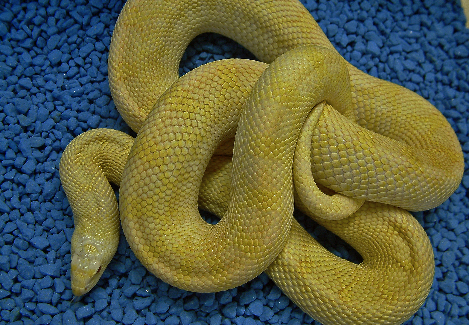 pituophis catenifer sayi snow ivory 2