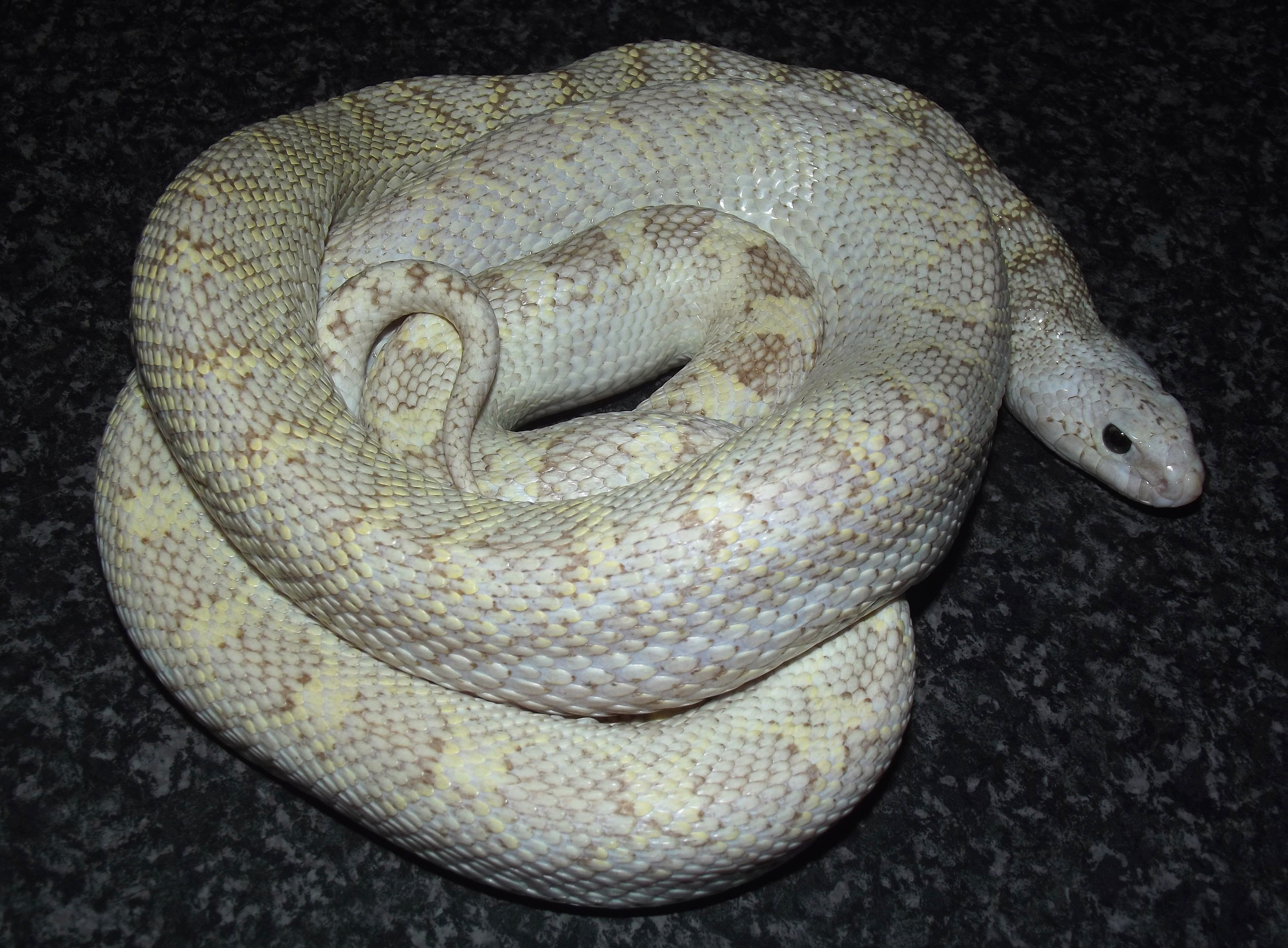 pituophis caternifer sayi hypo white sided 1