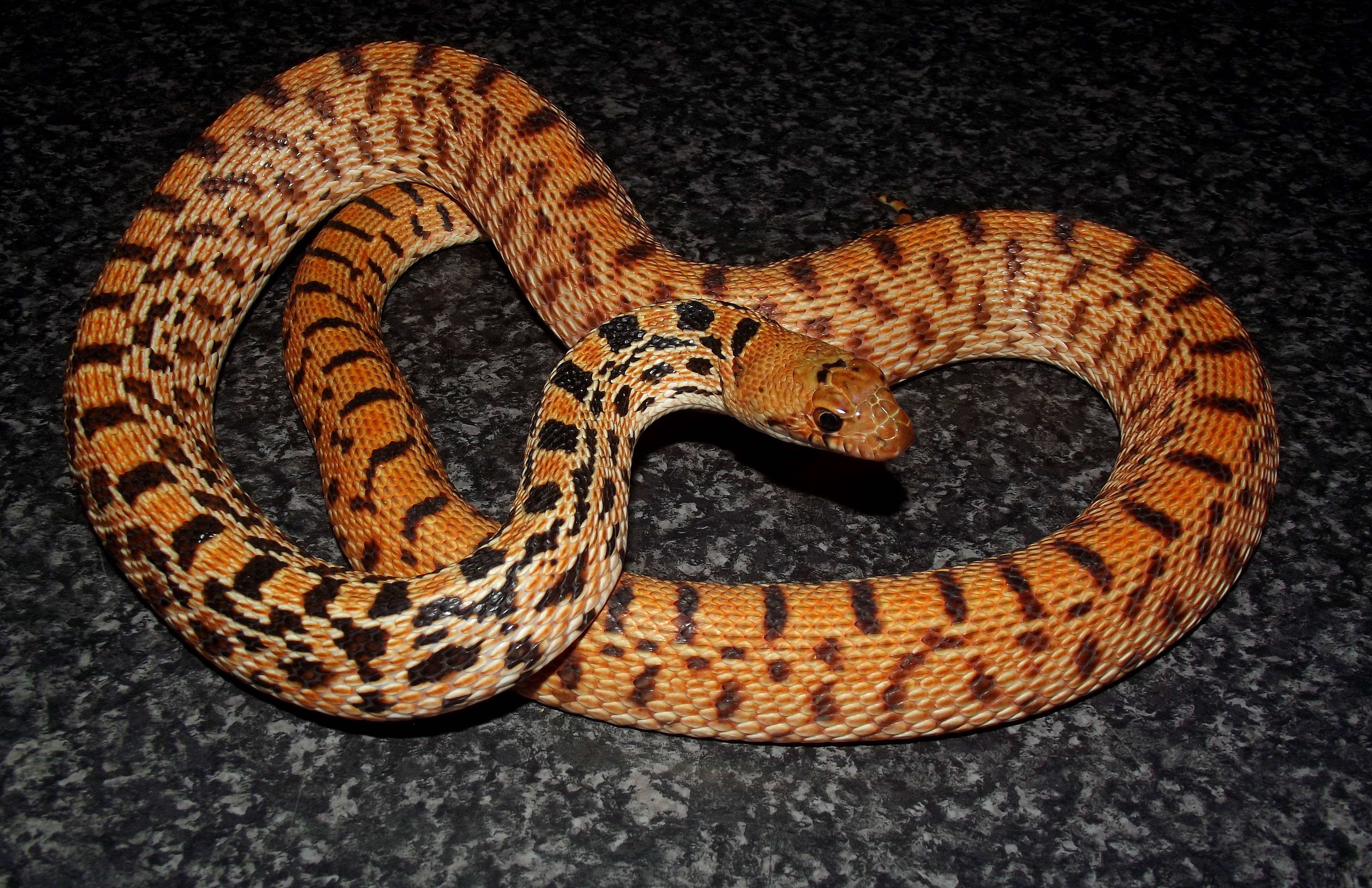 pituophis caternifer sayi kingsville red 1