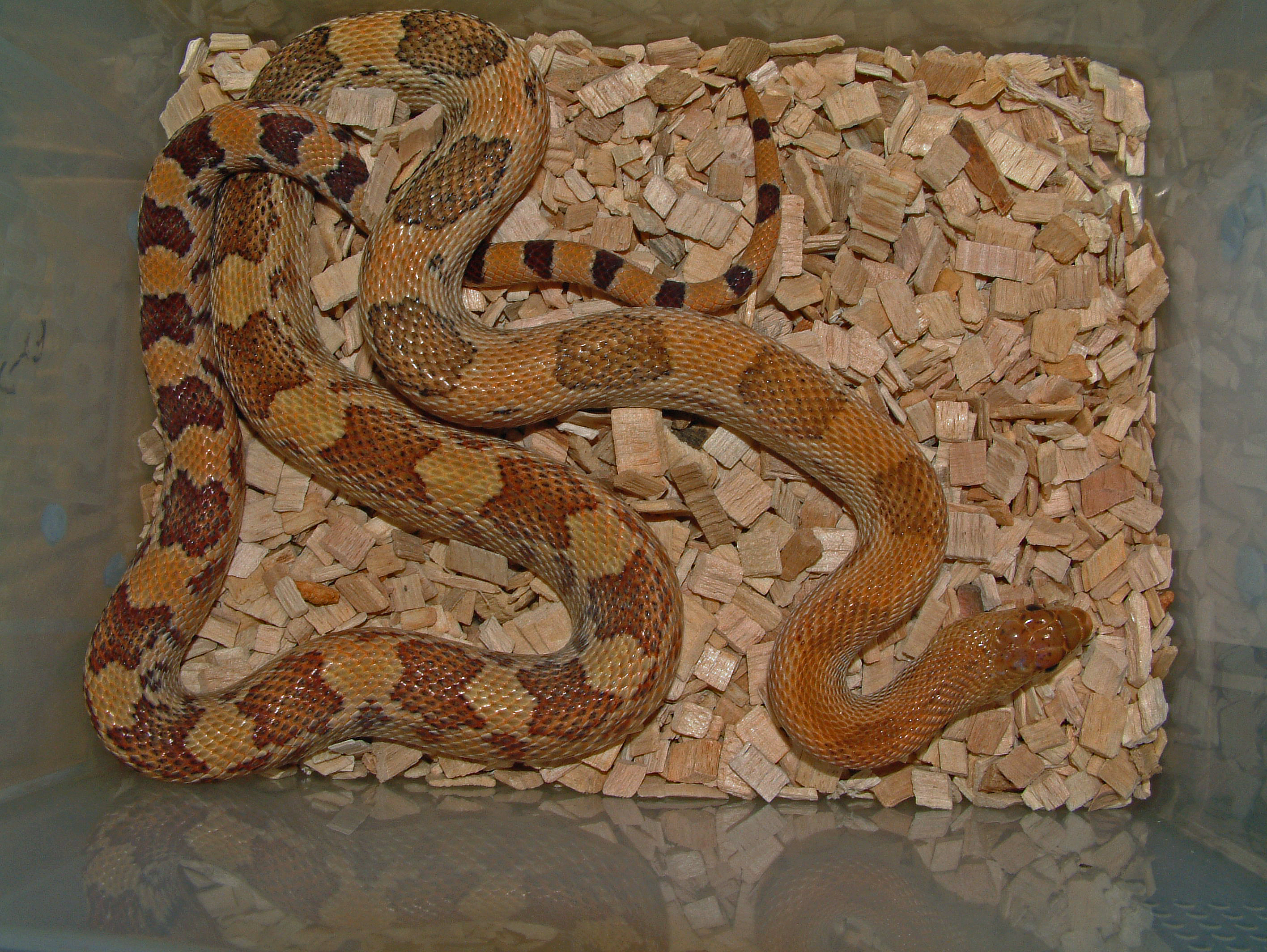 pituophis deppei jani 9 (2)