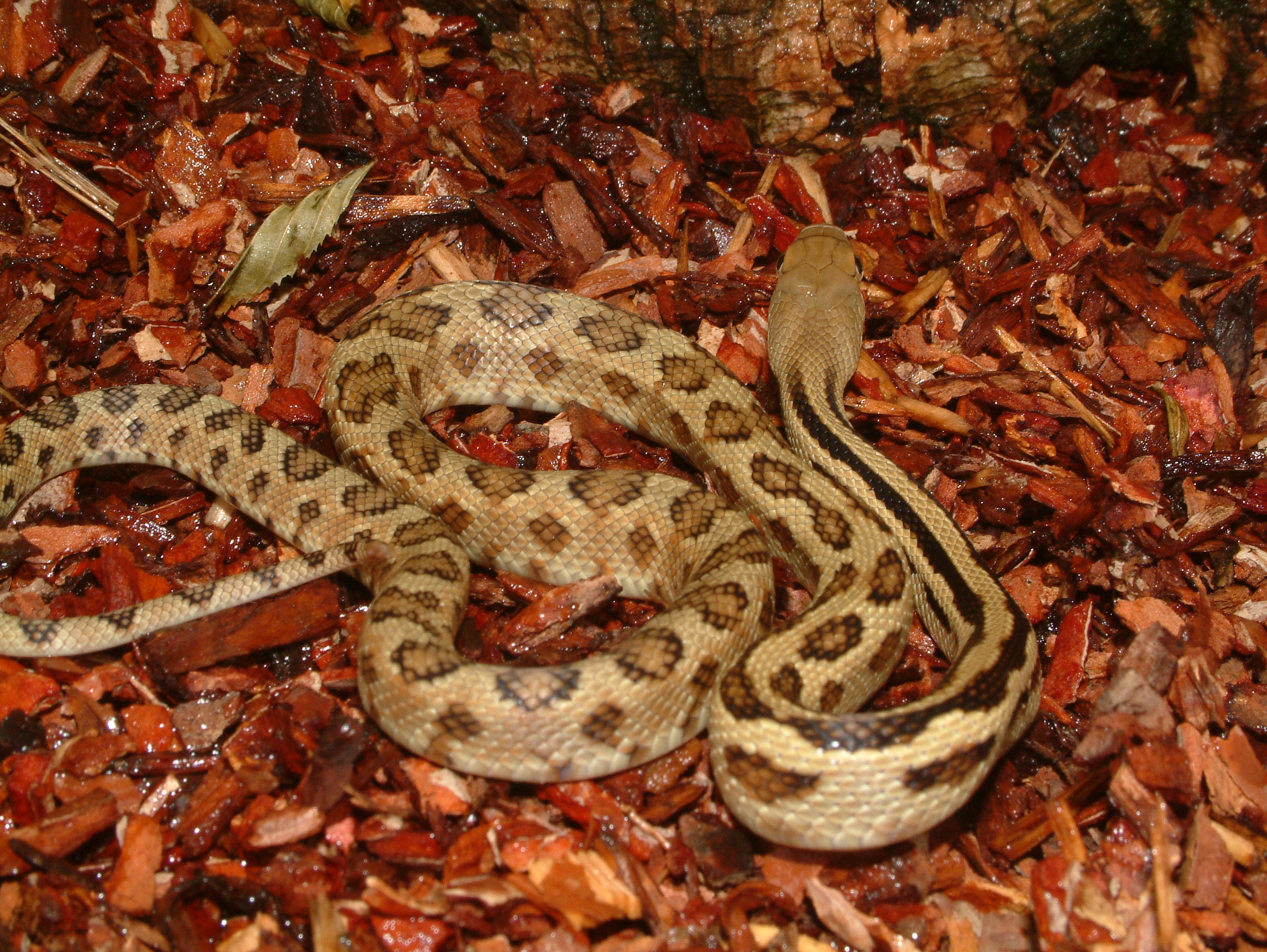 pituophis lineaticollis 1