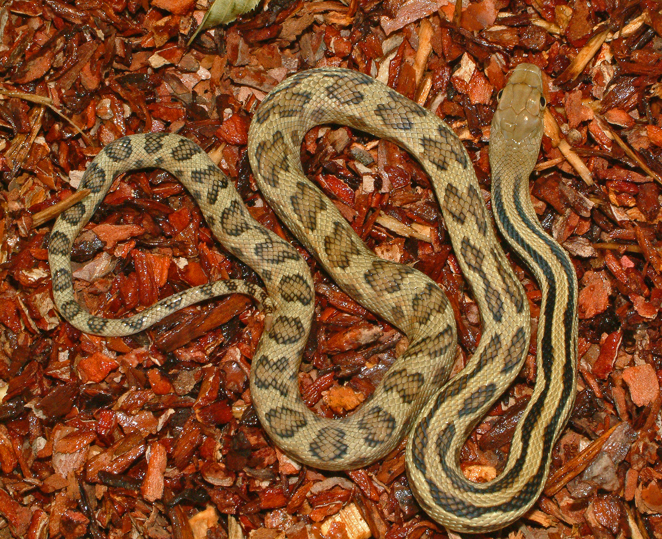 pituophis lineaticollis 2