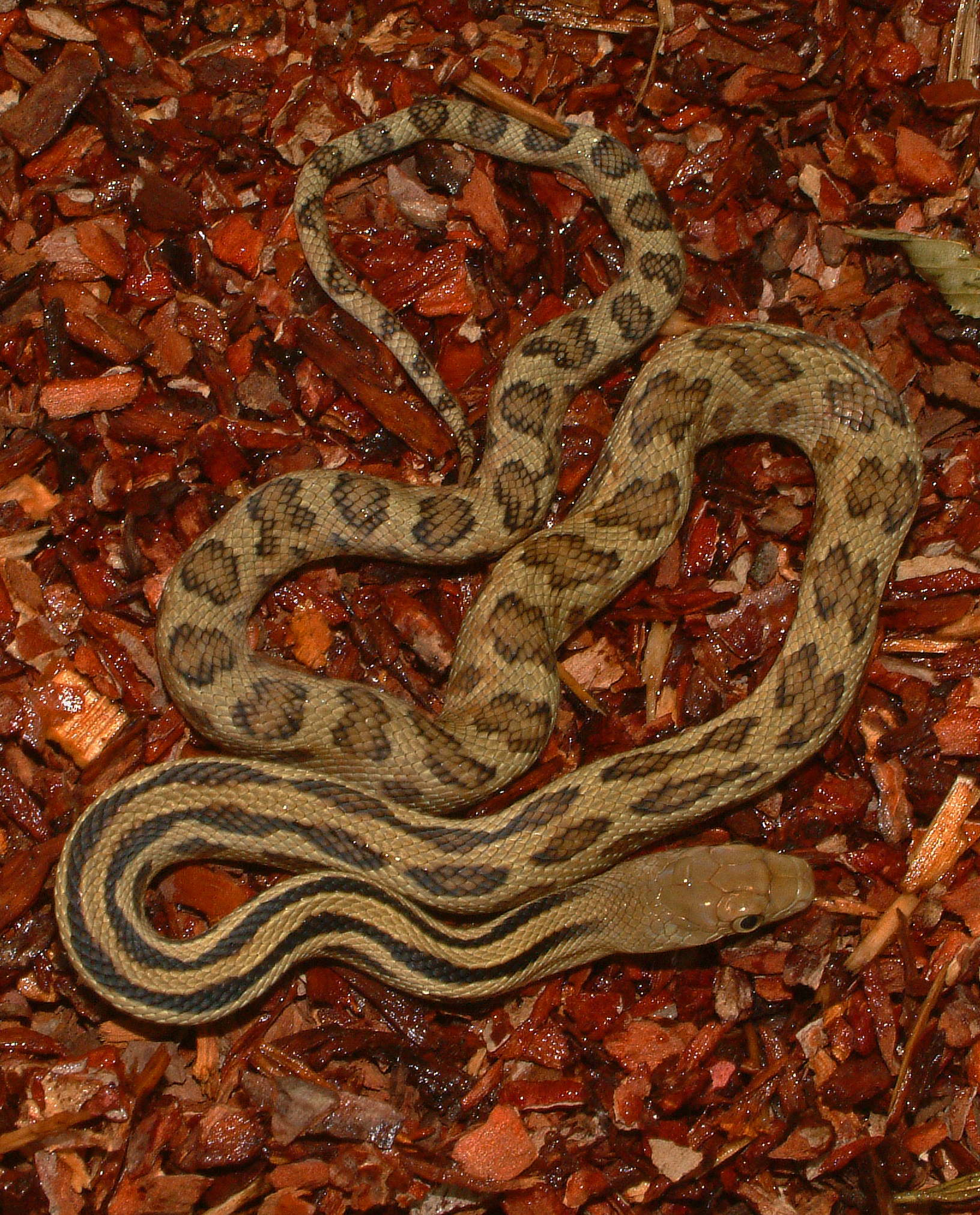 pituophis lineaticollis 4
