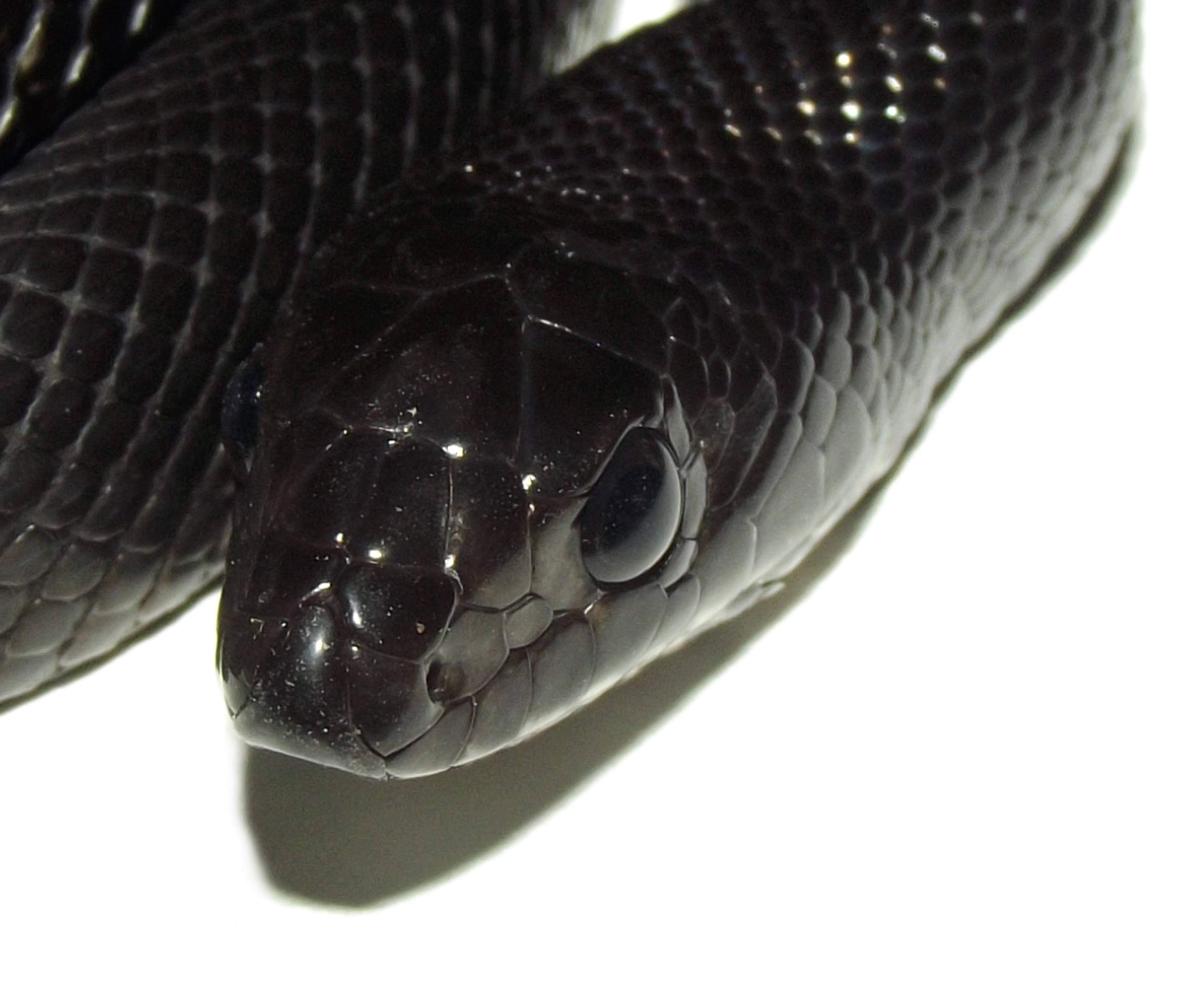 pituophis melanoleucus londingi 11