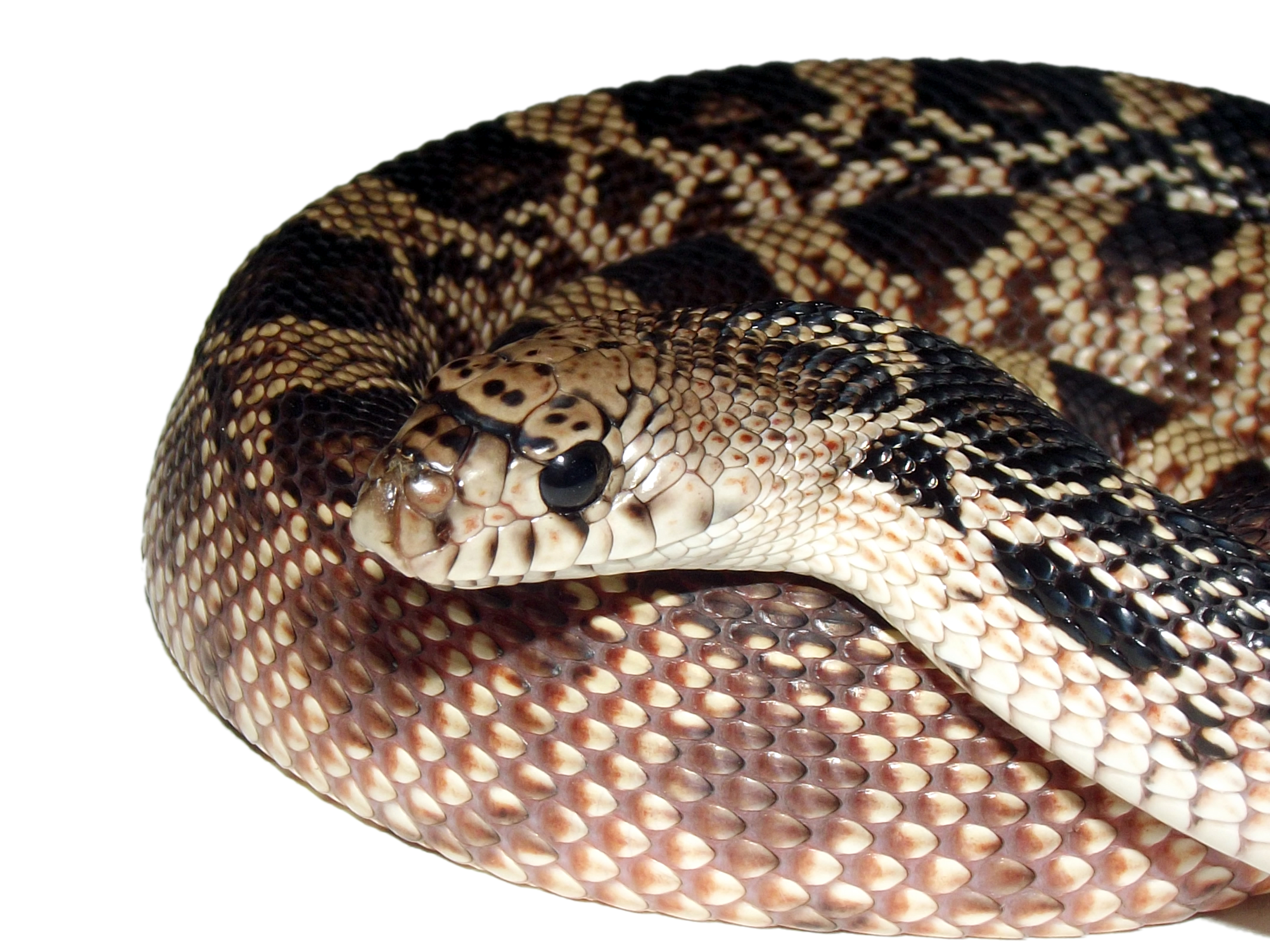 pituophis melanoleucus melanoleucus 1