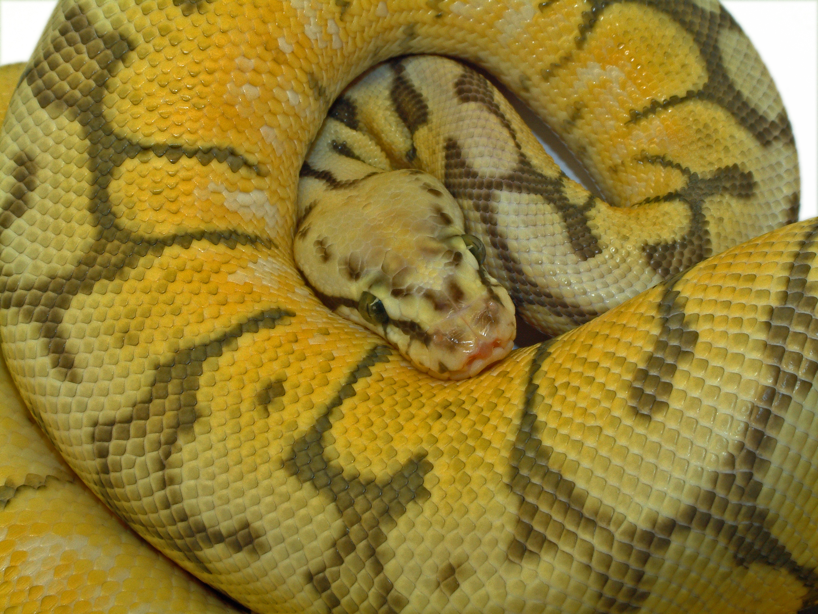 python regius 10