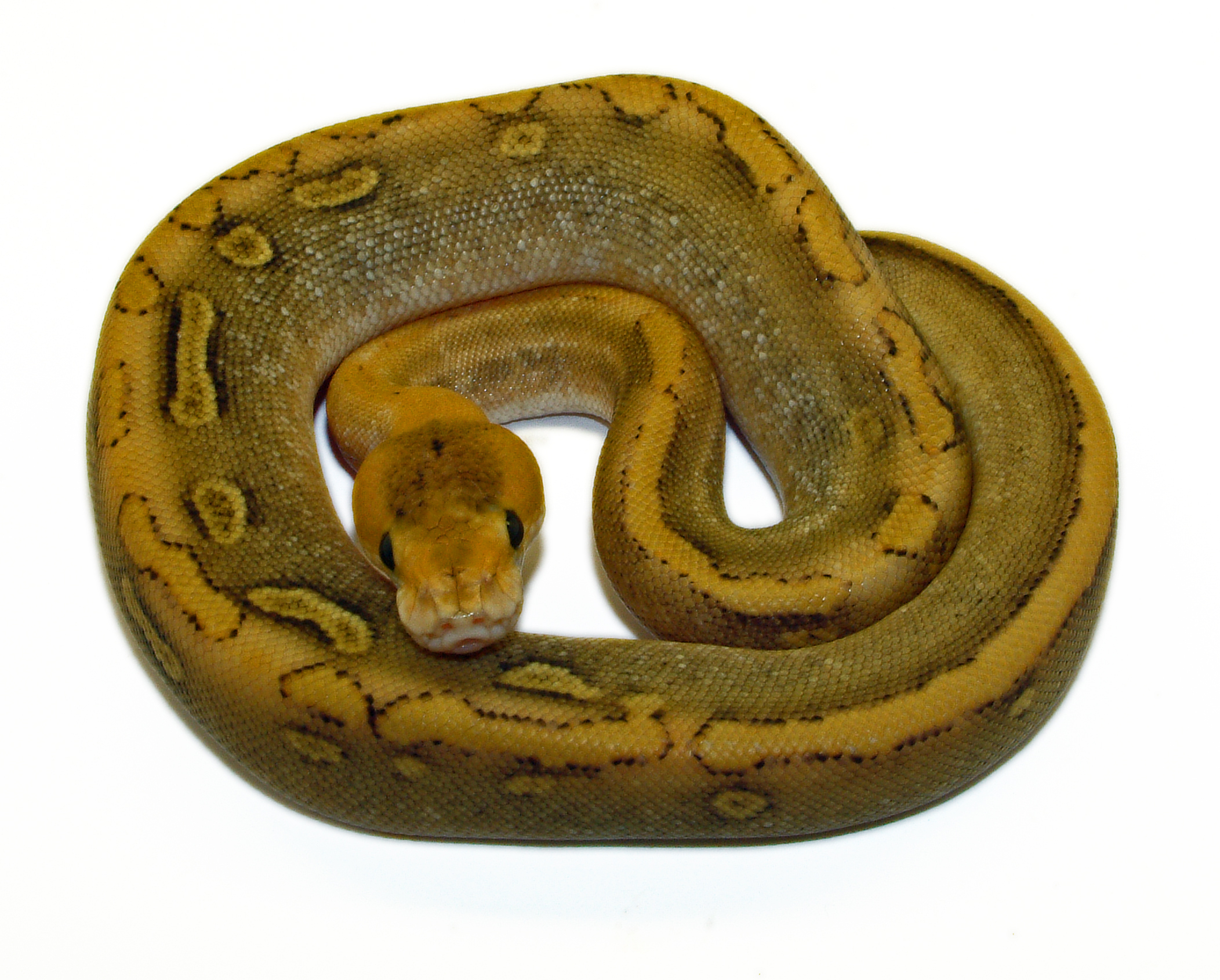 python regius 15