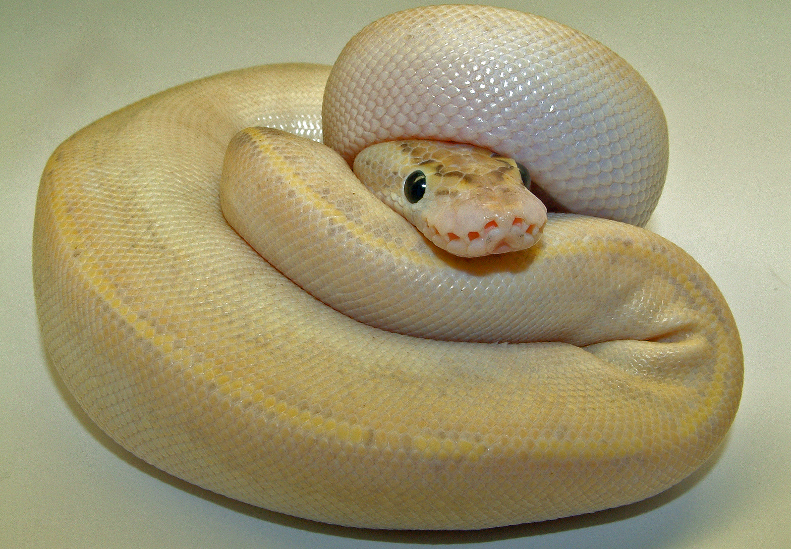 python regius 2