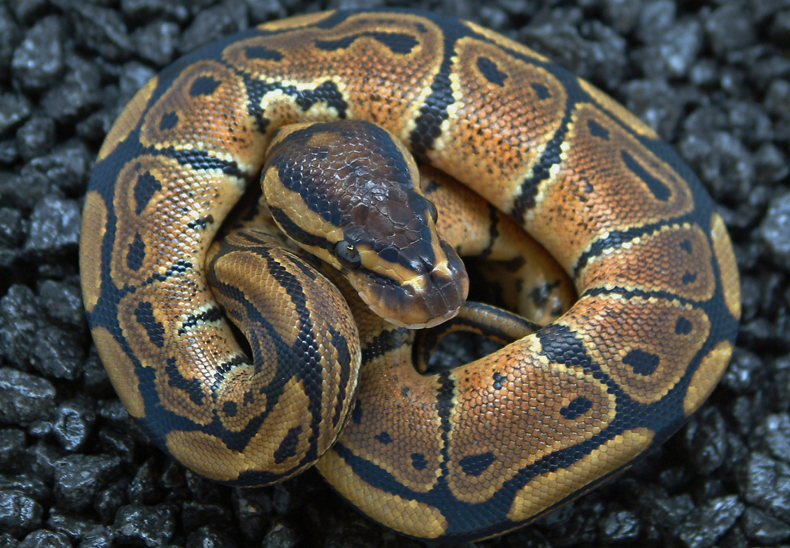 python regius 3