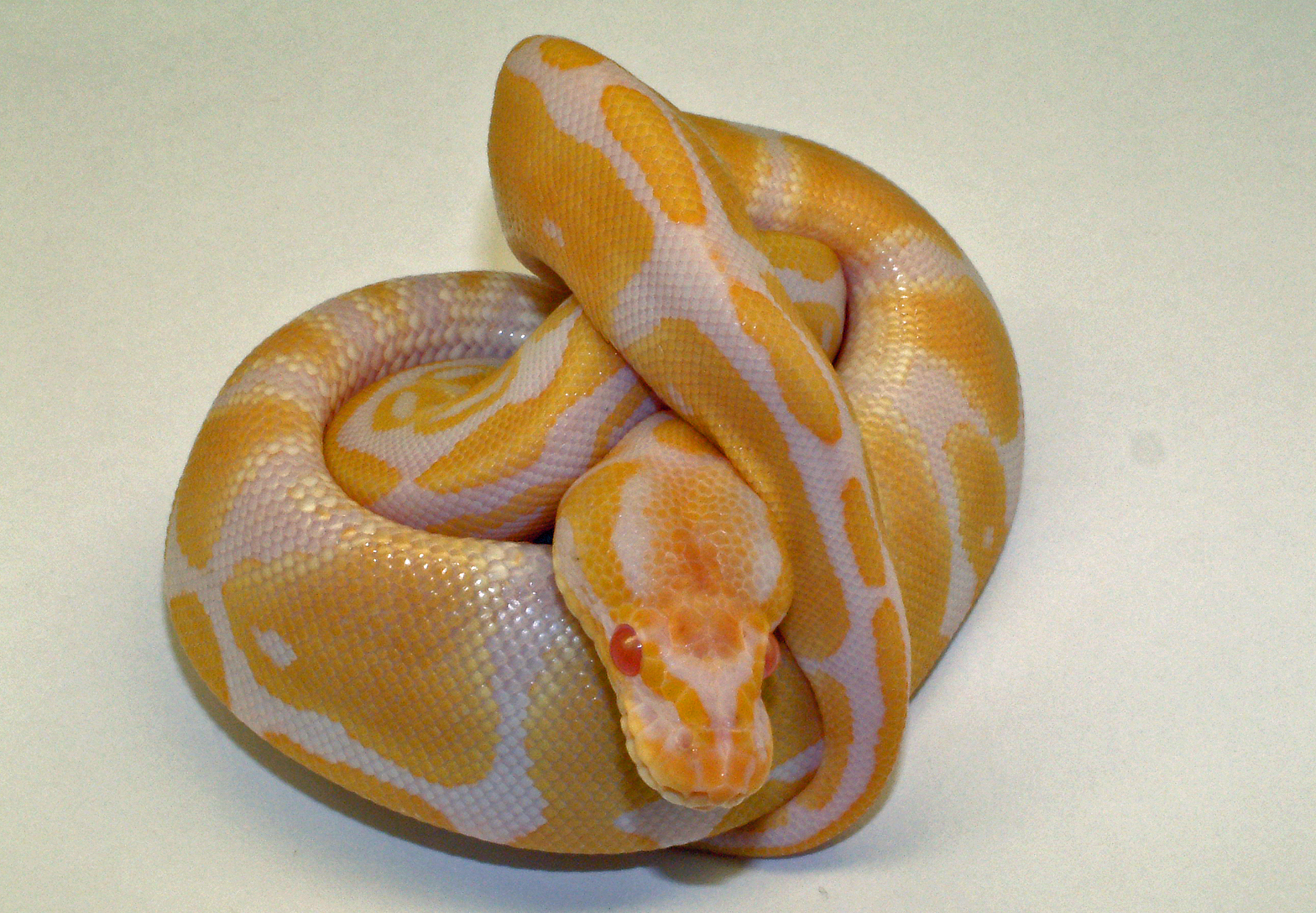 python regius albino 1