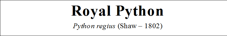 python, royal