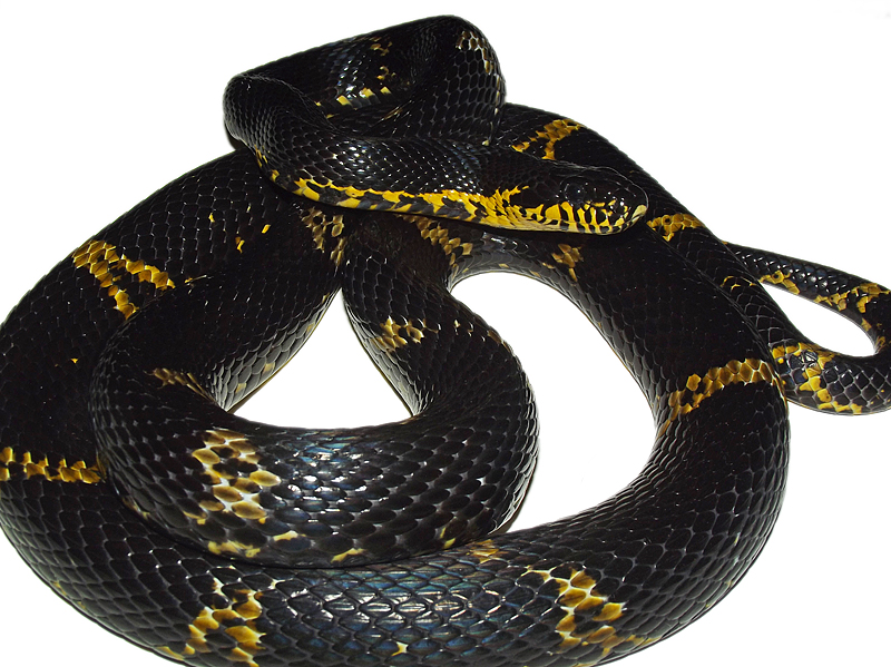 russian rat snake female