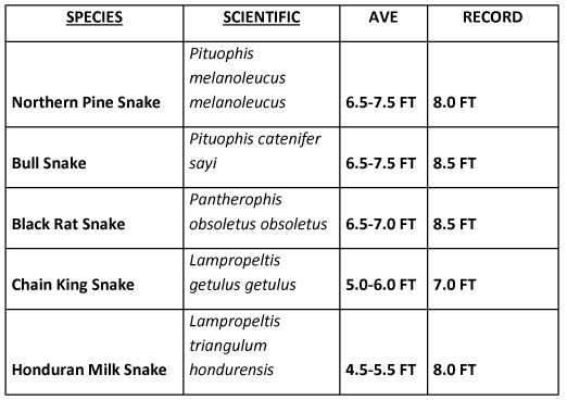 species 2